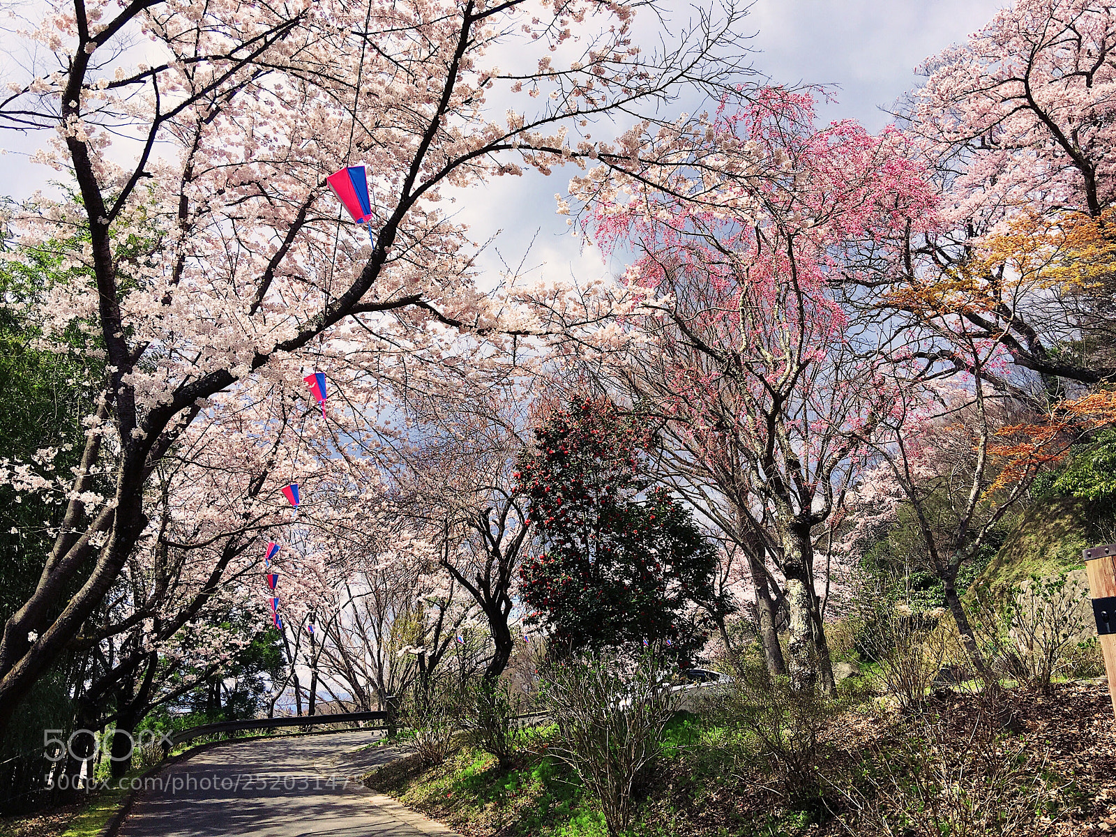 Apple iPhone 6s Plus sample photo. Ｓａｋｕｒａ photography