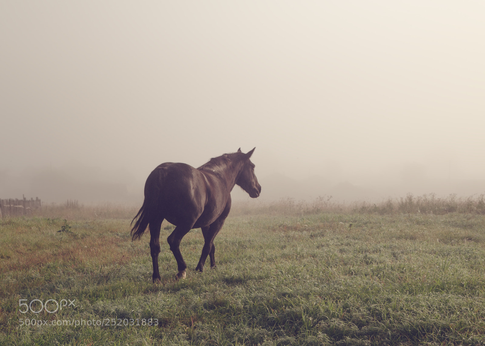 Nikon D5100 sample photo. Horse photography