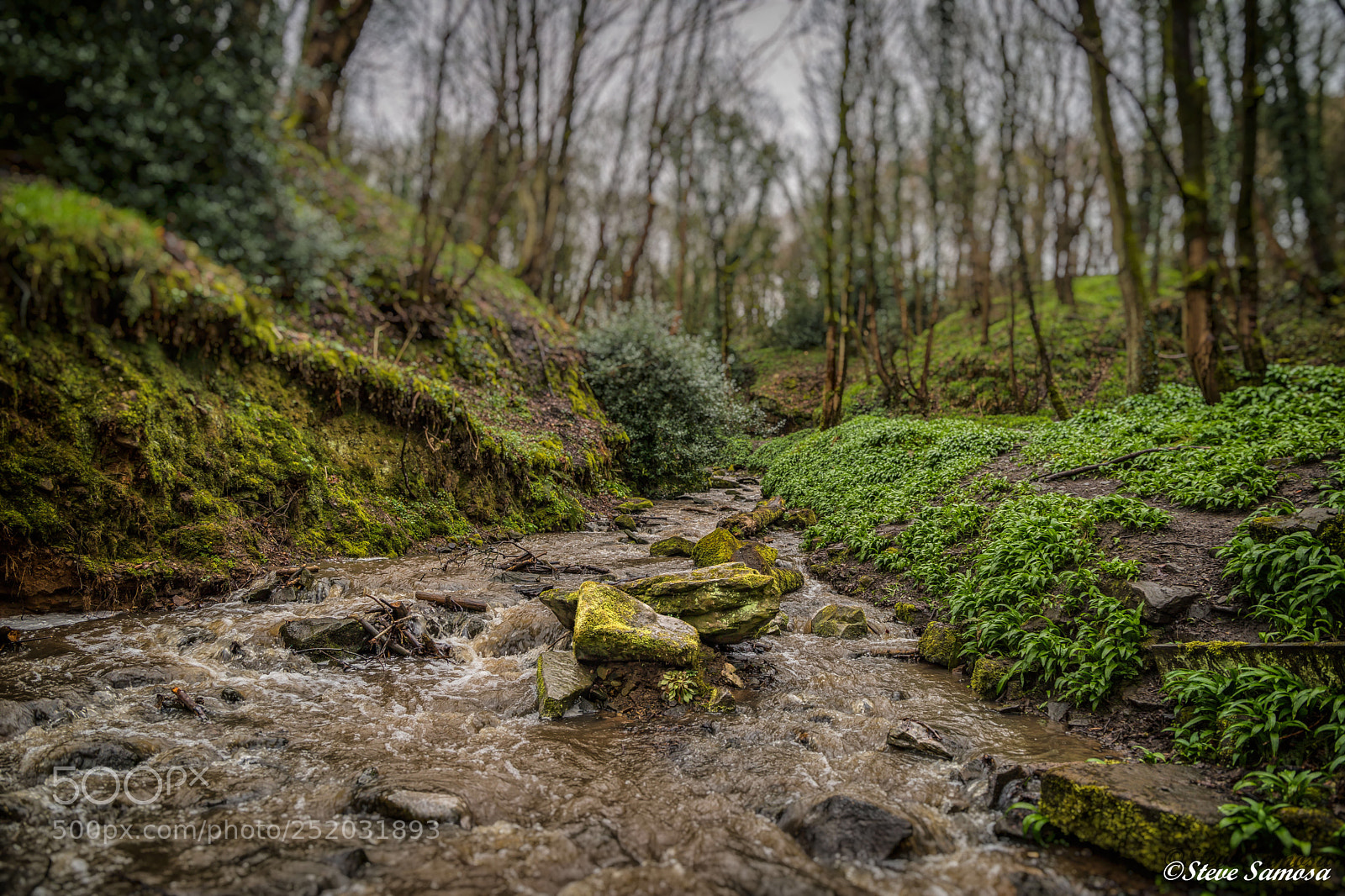 Canon EOS 6D Mark II sample photo. Wild garlic photography