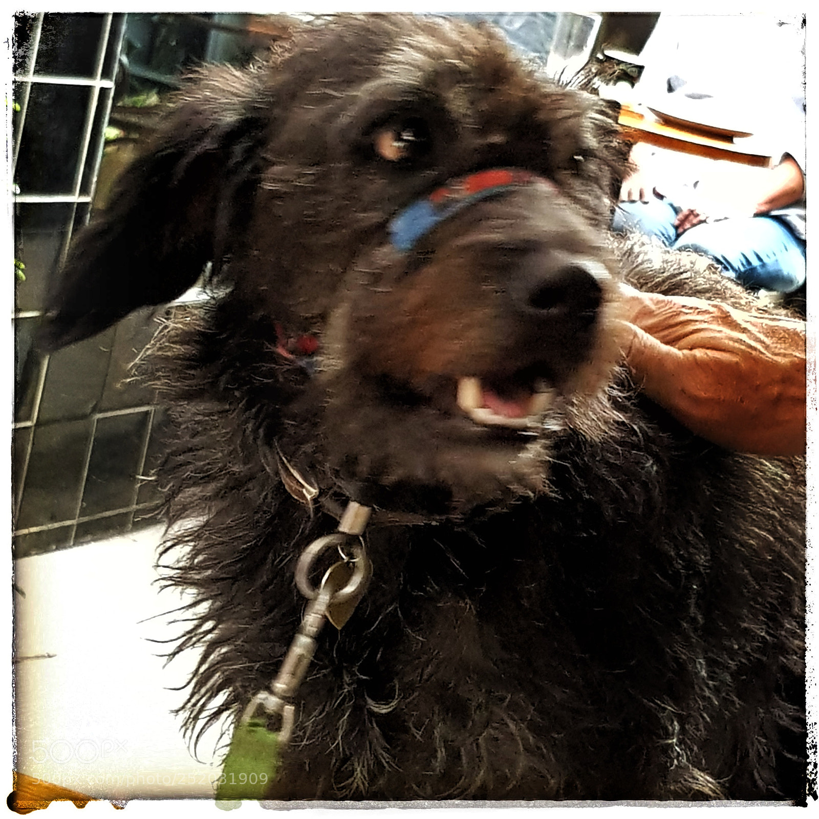 Samsung Galaxy S8 sample photo. Cafe dog photography