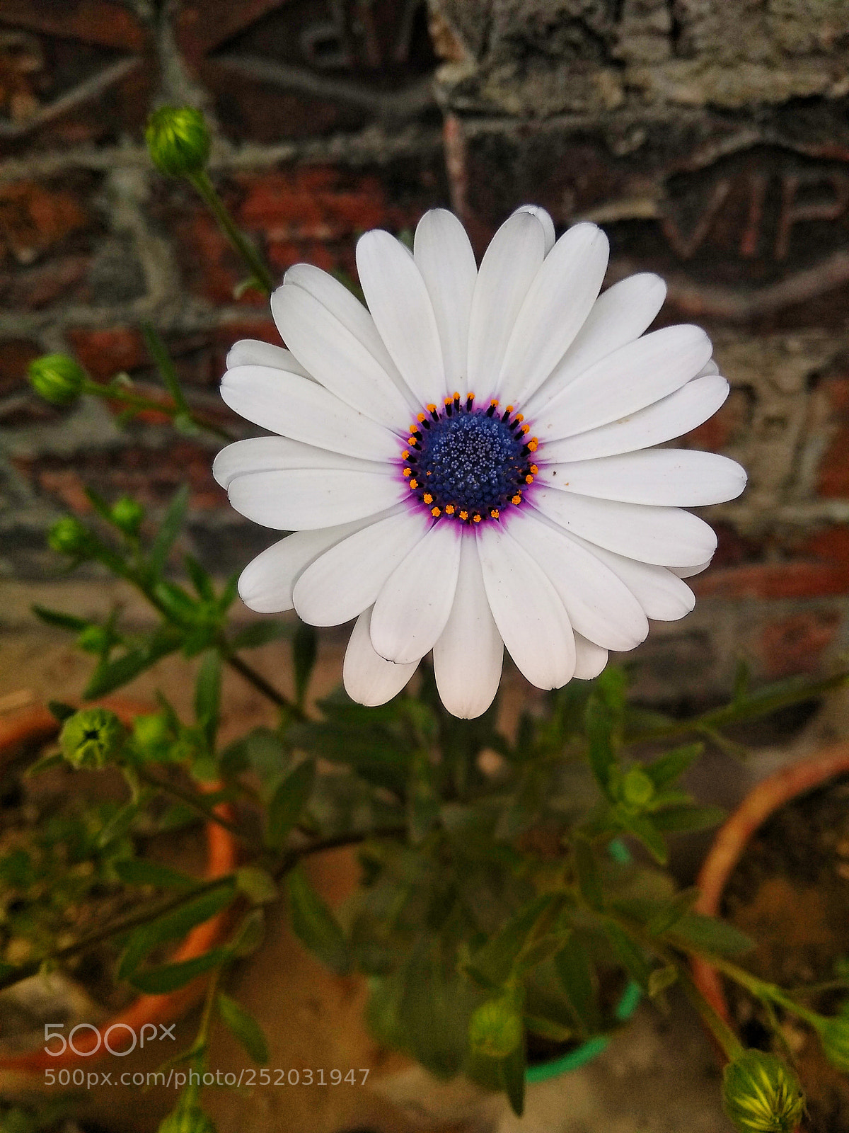 Motorola Moto G (5S) Plus sample photo. Untitled photography