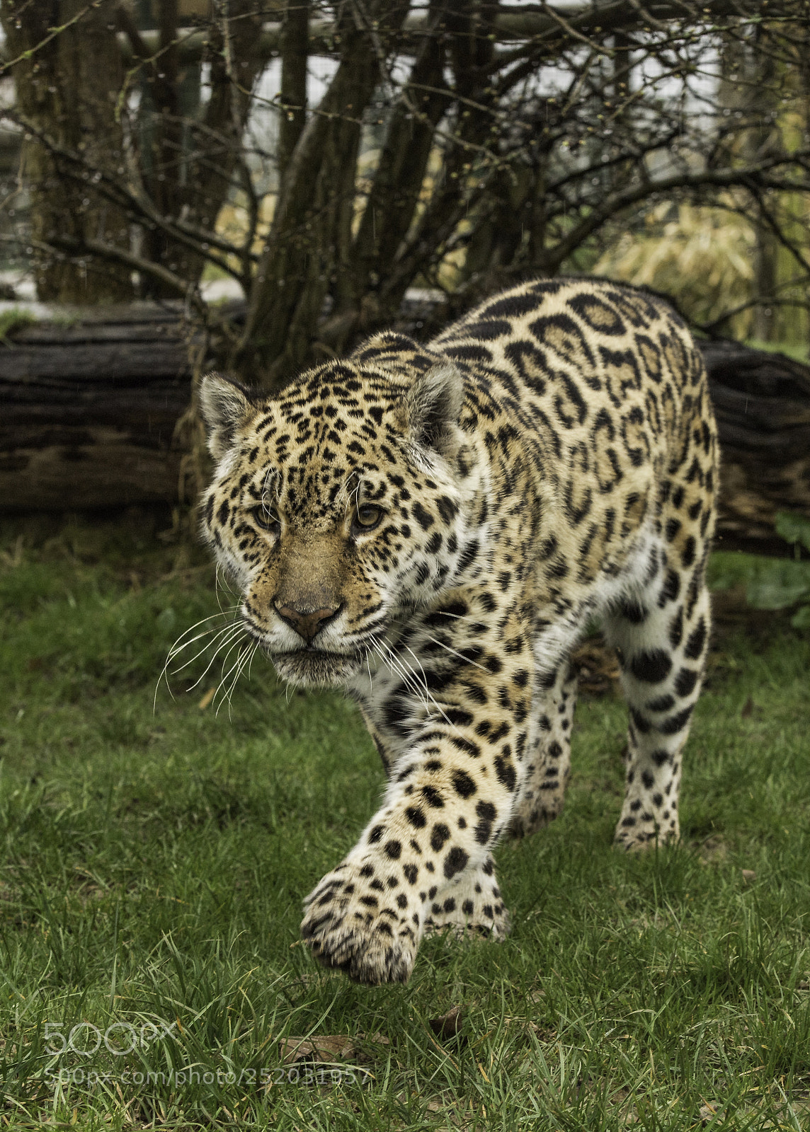 Nikon D5 sample photo. Jaguar series photography