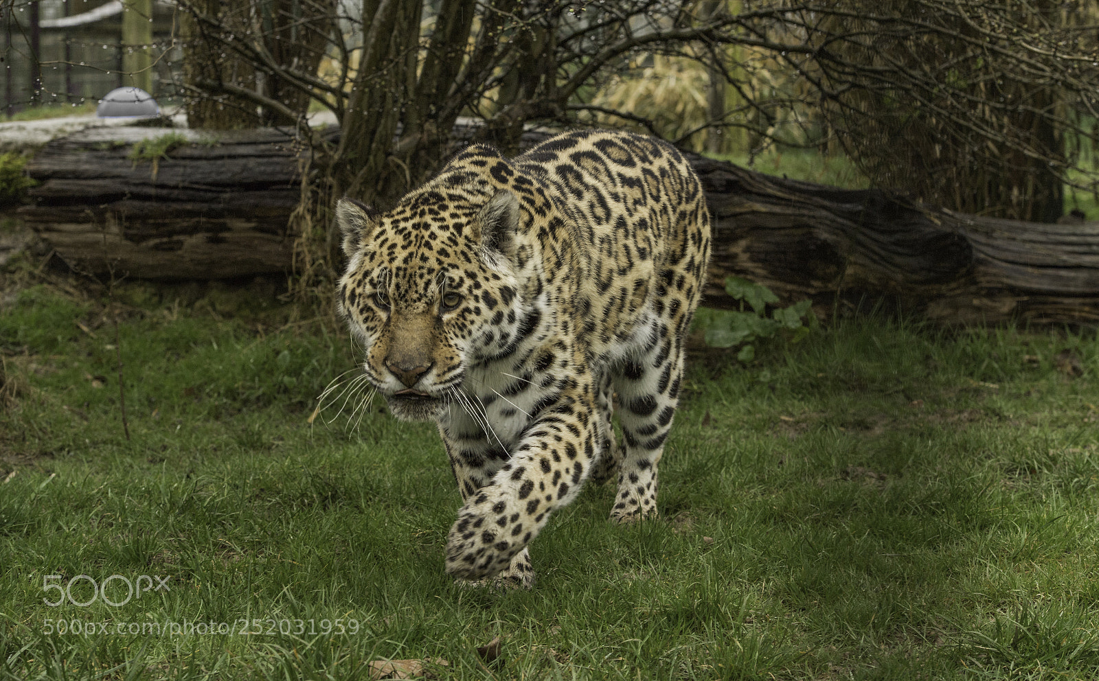 Nikon D5 sample photo. Jaguar series photography