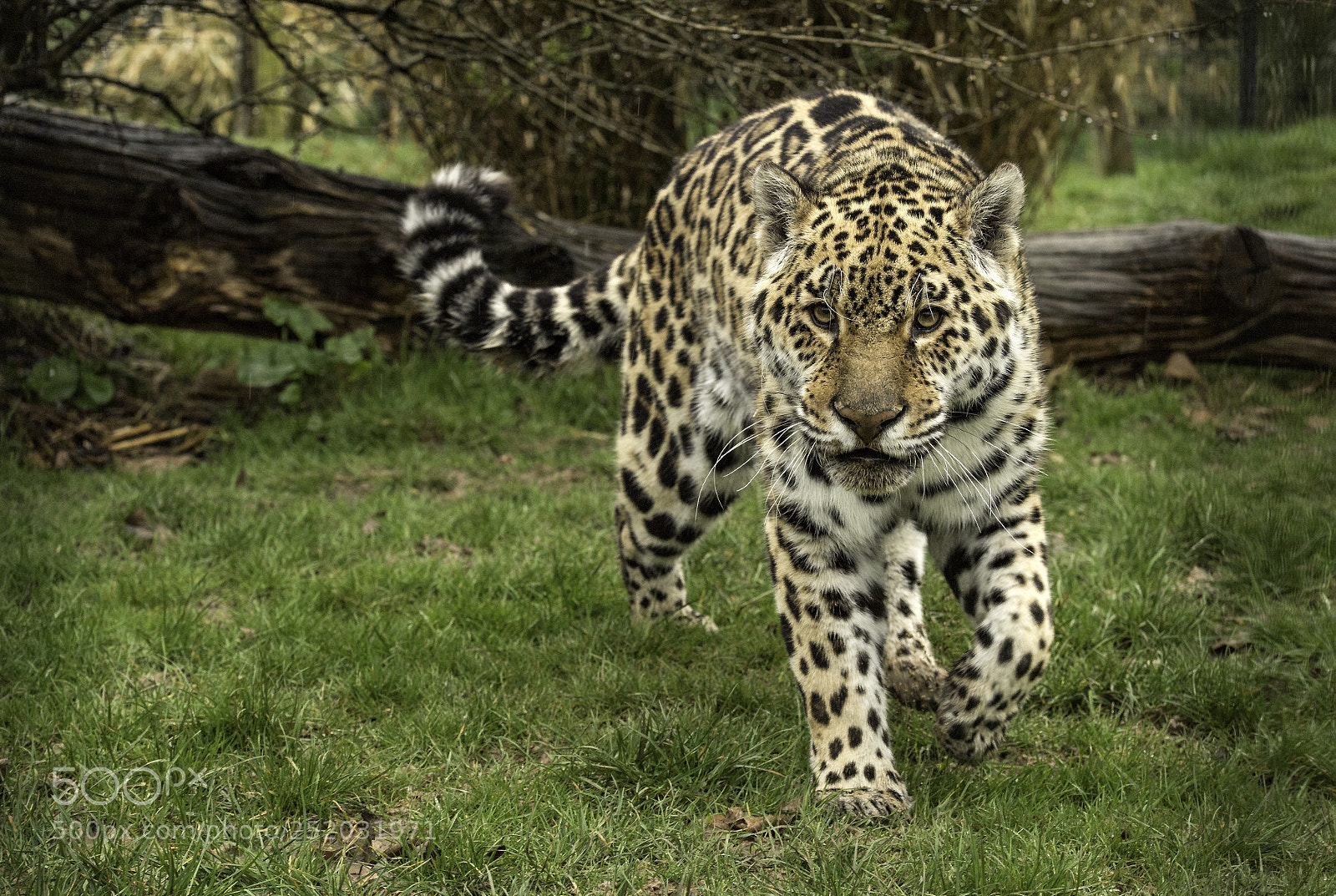 Nikon D5 sample photo. Jaguar series photography