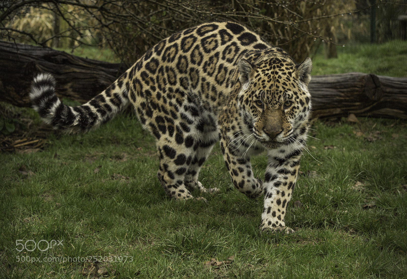 Nikon D5 sample photo. Jaguar series photography