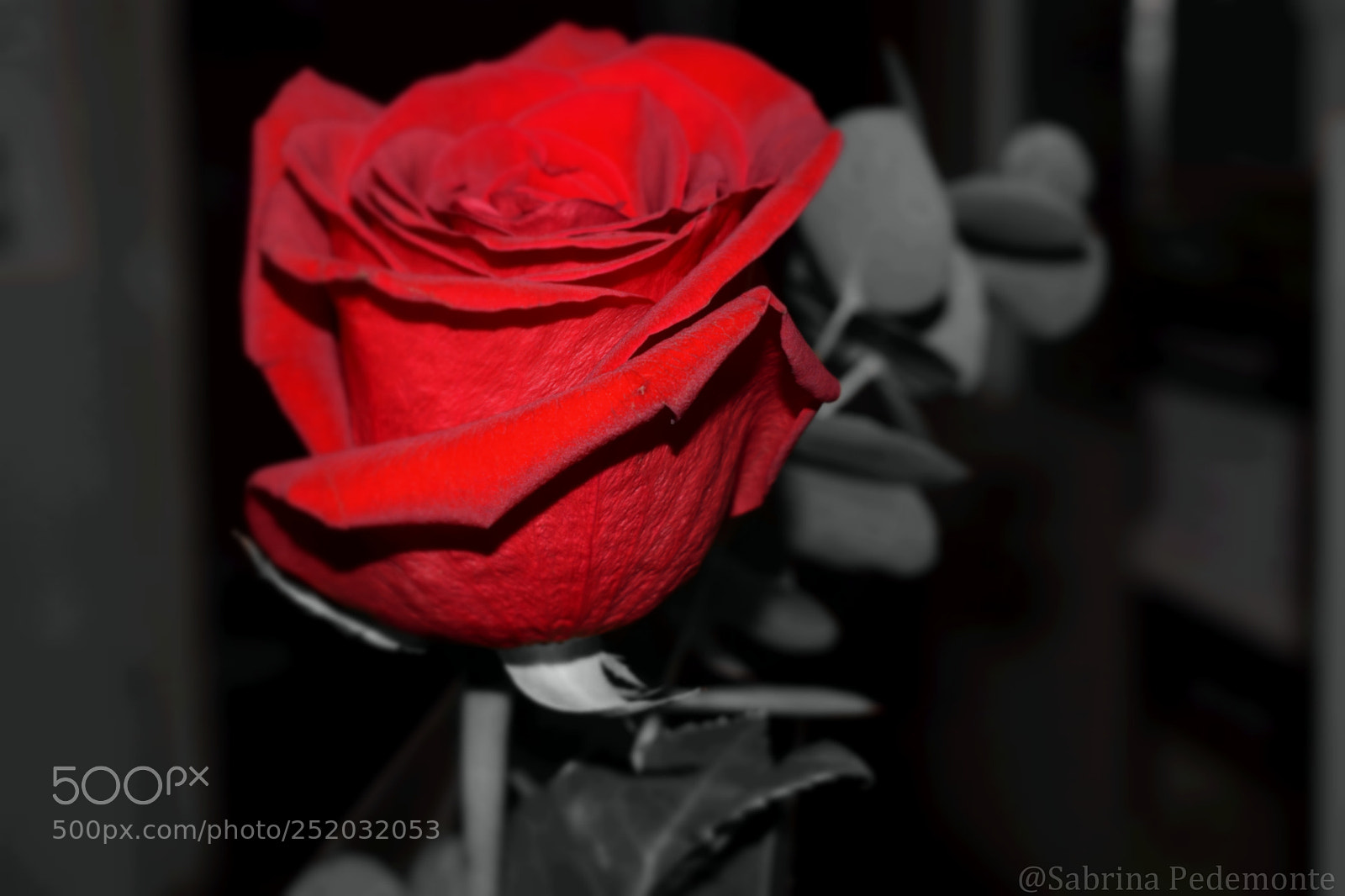Nikon D3300 sample photo. Rosa photography
