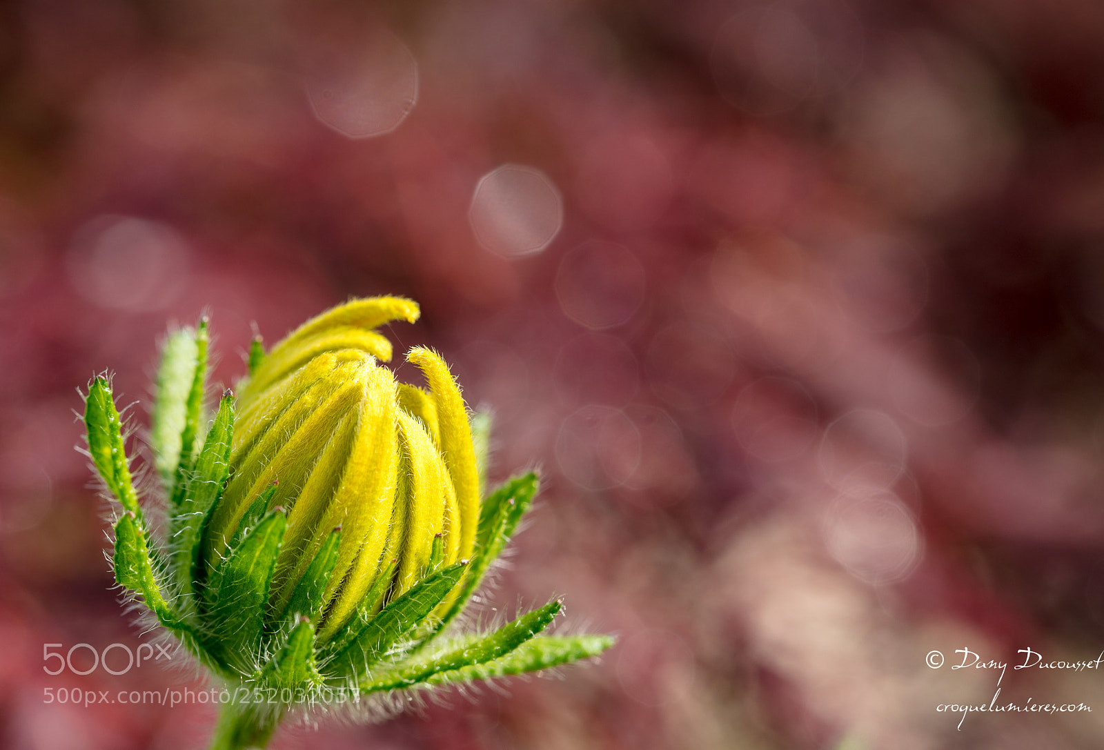 Canon EOS 5DS R sample photo. Promesse de rudb kia photography