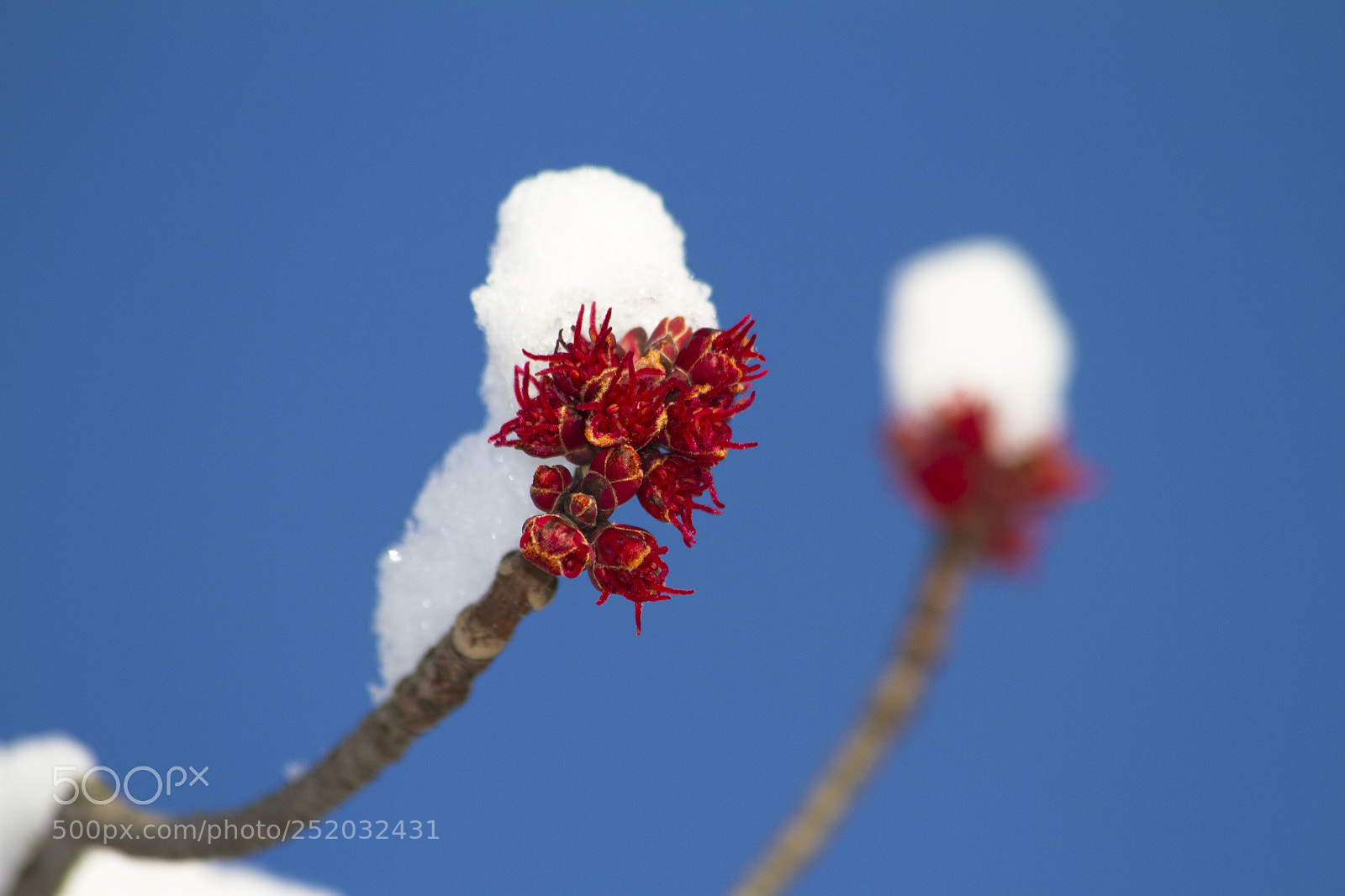 Canon EOS 7D sample photo. Spring phoenix photography