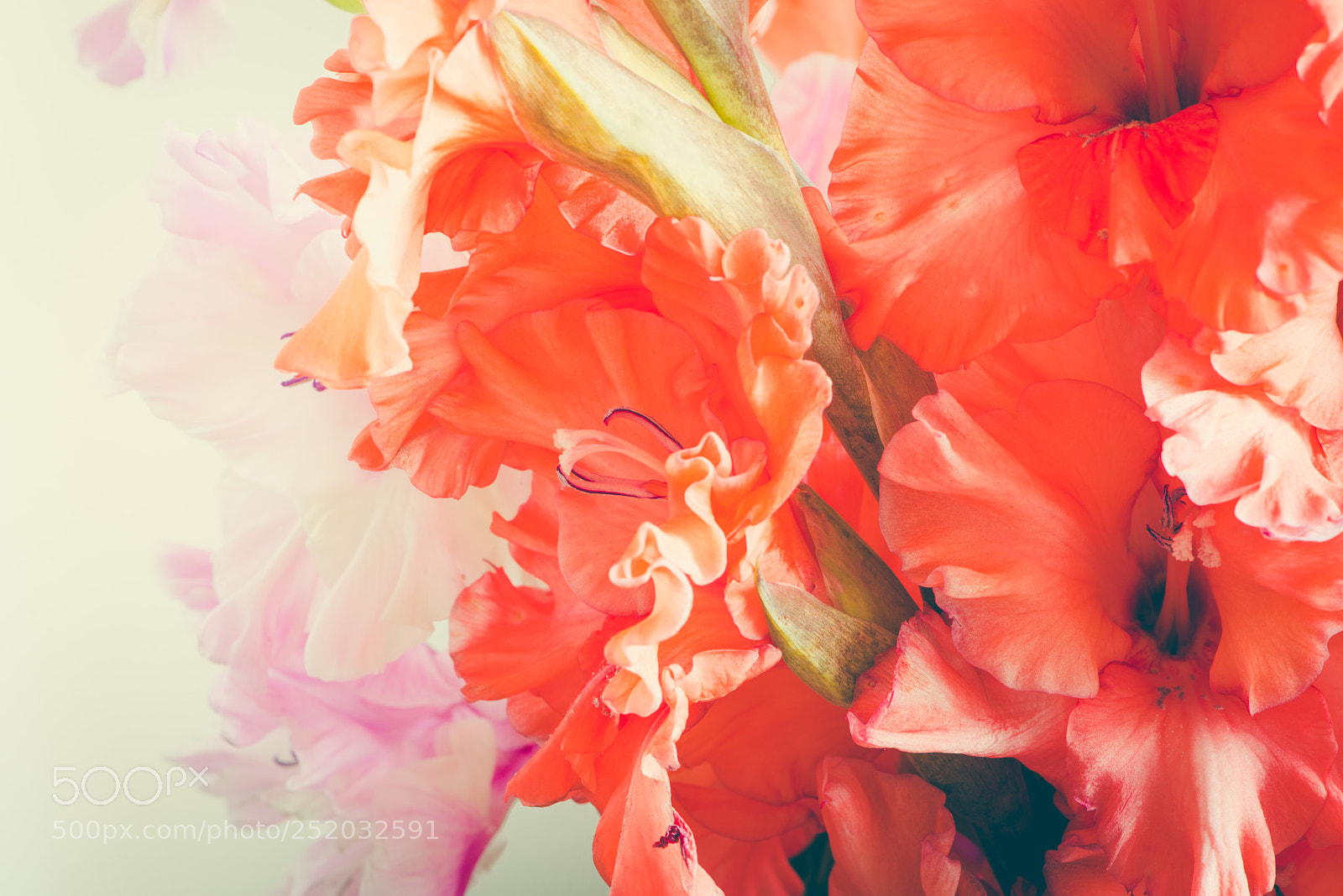 Nikon D800E sample photo. Gladiolus photography