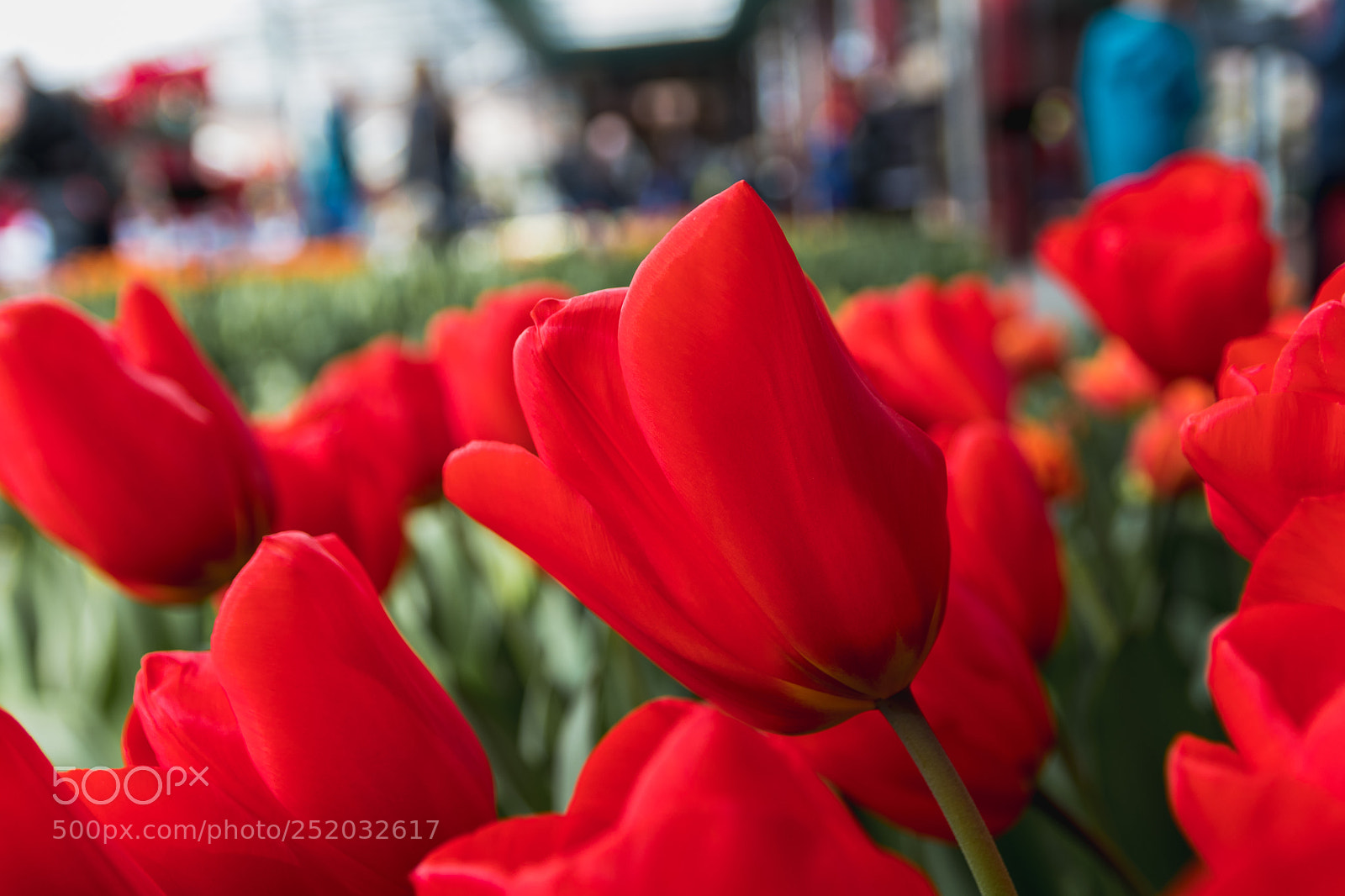 Canon EOS 80D sample photo. Red tulips photography