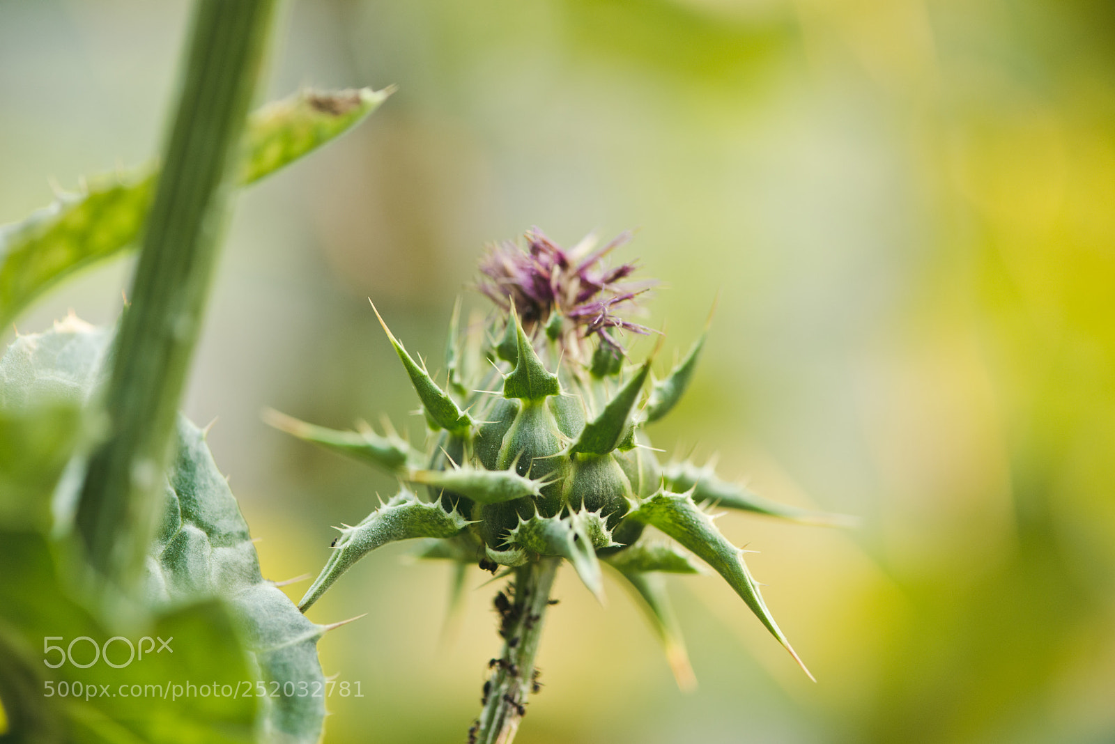 Nikon D800E sample photo. Расторопша photography