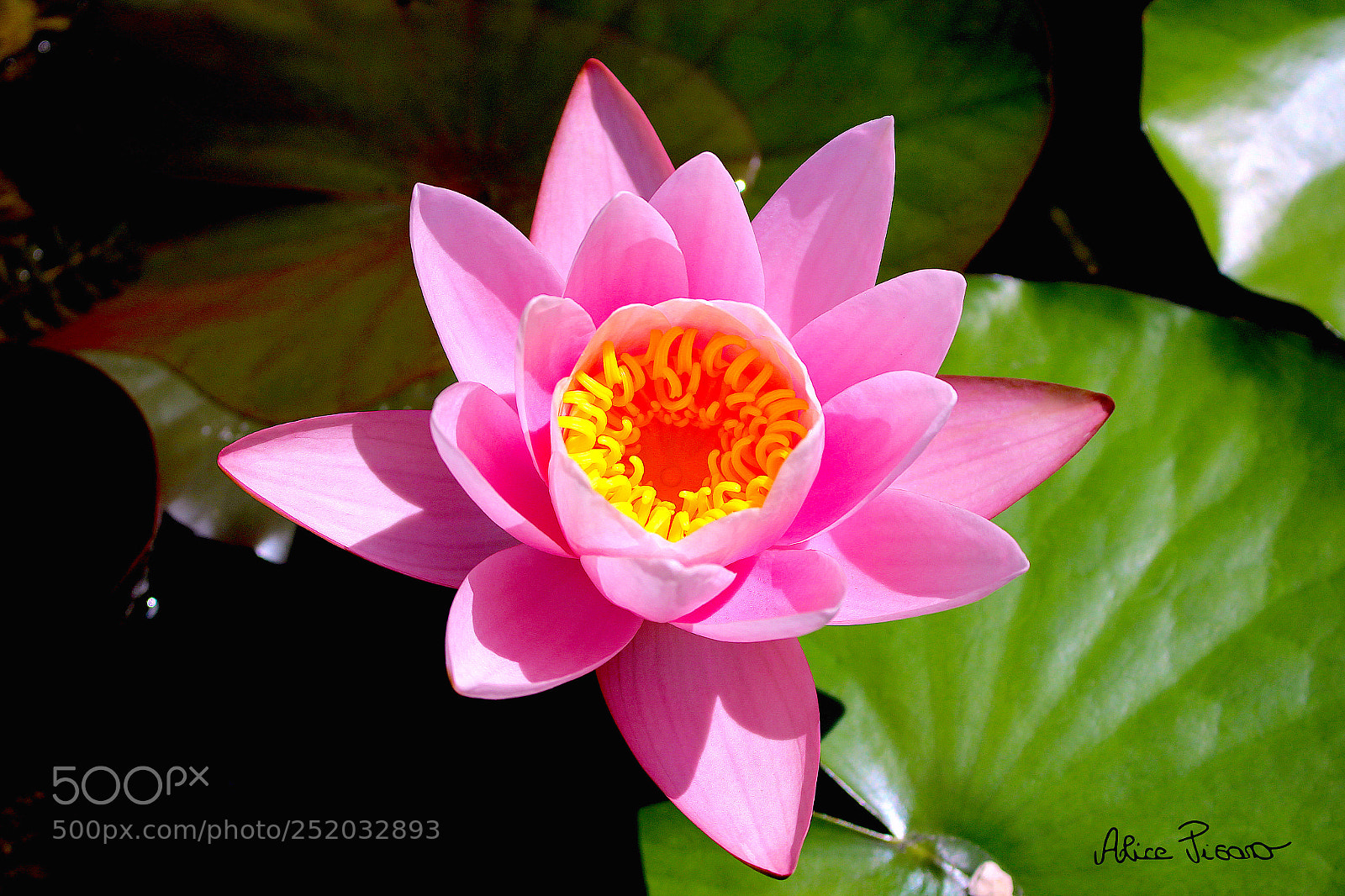 Canon EOS 100D (EOS Rebel SL1 / EOS Kiss X7) sample photo. Water lily caressed by photography