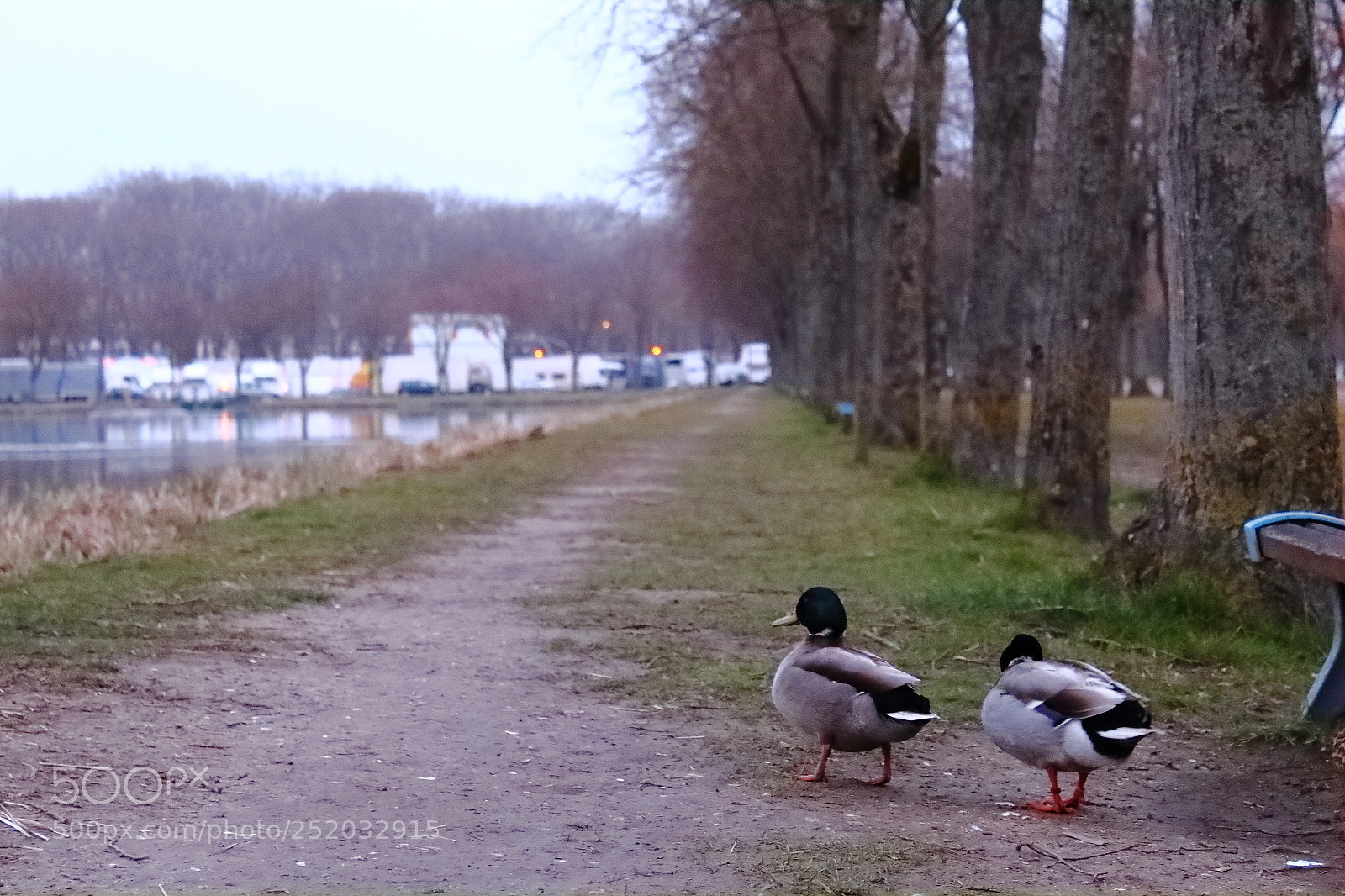 Canon EOS 1300D (EOS Rebel T6 / EOS Kiss X80) sample photo. Ducks going away photography
