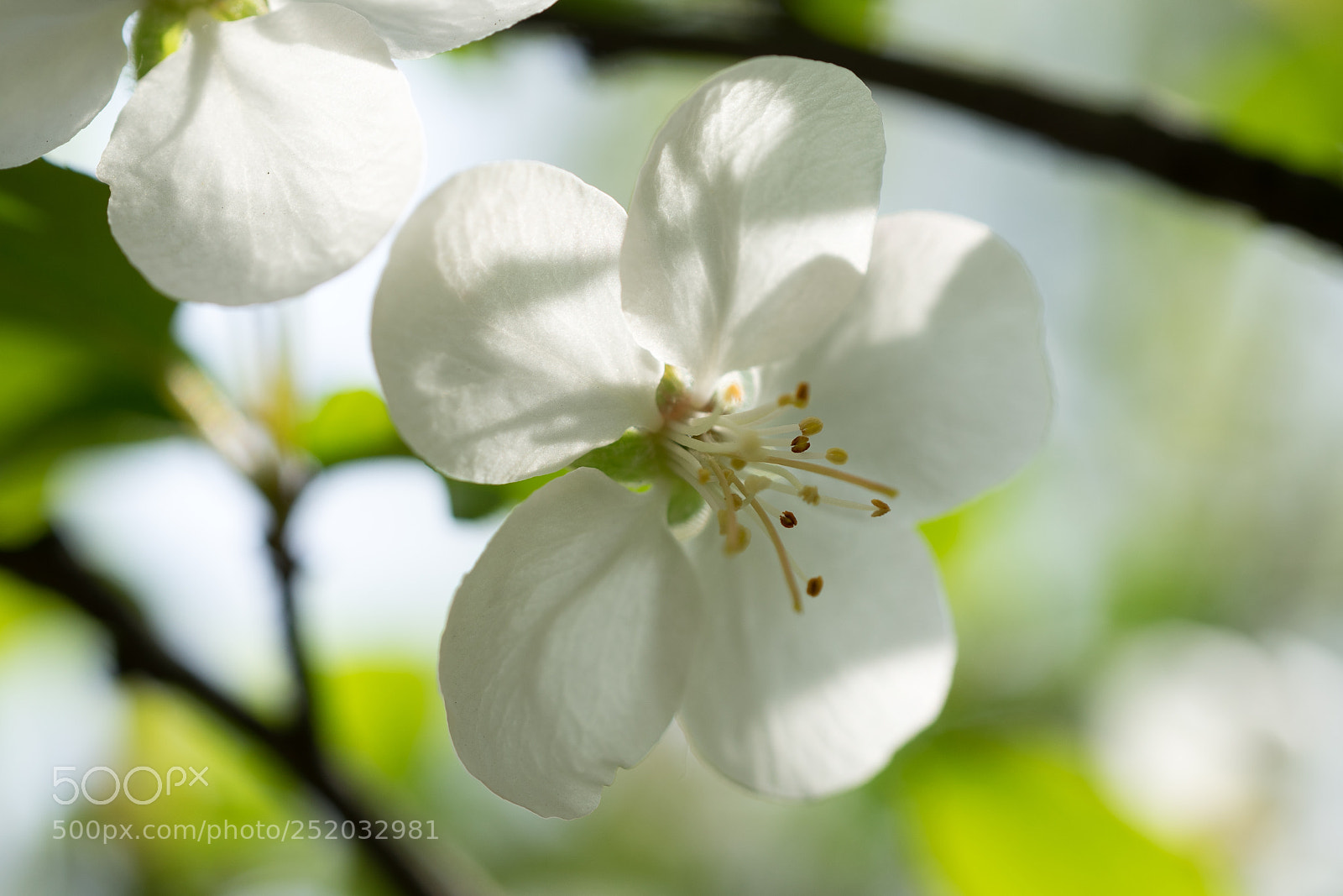 Sony a7 sample photo. Crab apple blossom #4 photography