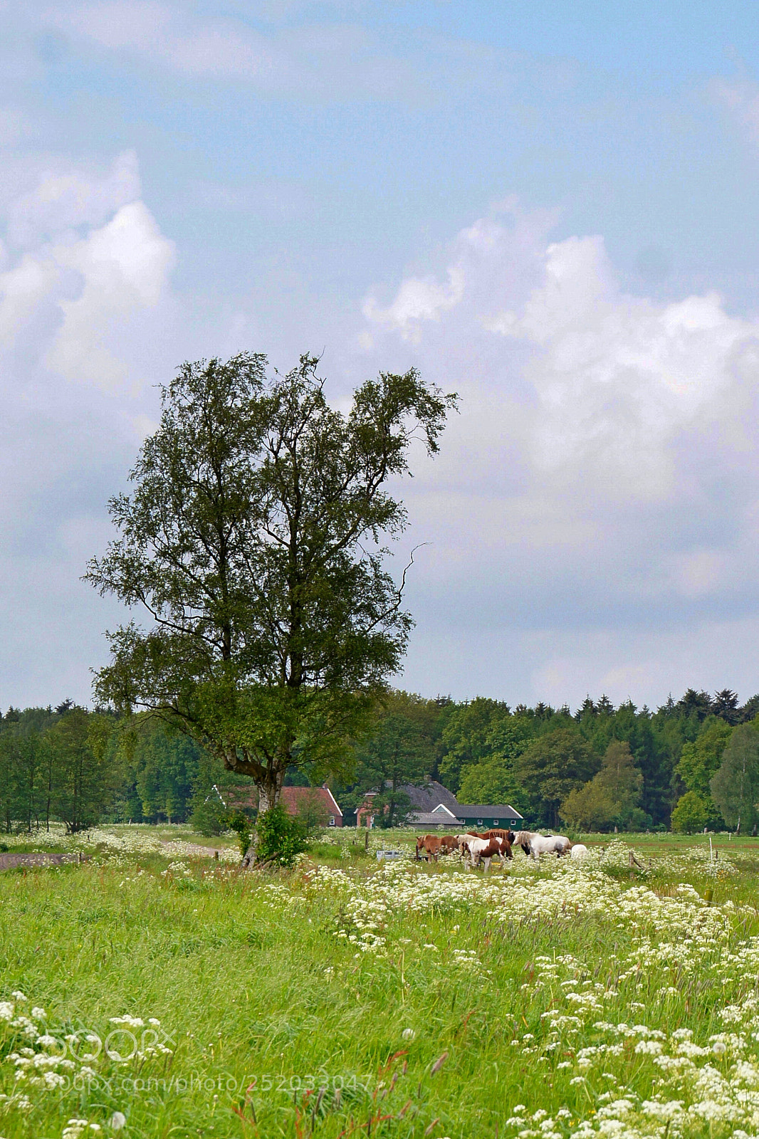 Sony SLT-A55 (SLT-A55V) sample photo. Dutch landscape 3 photography