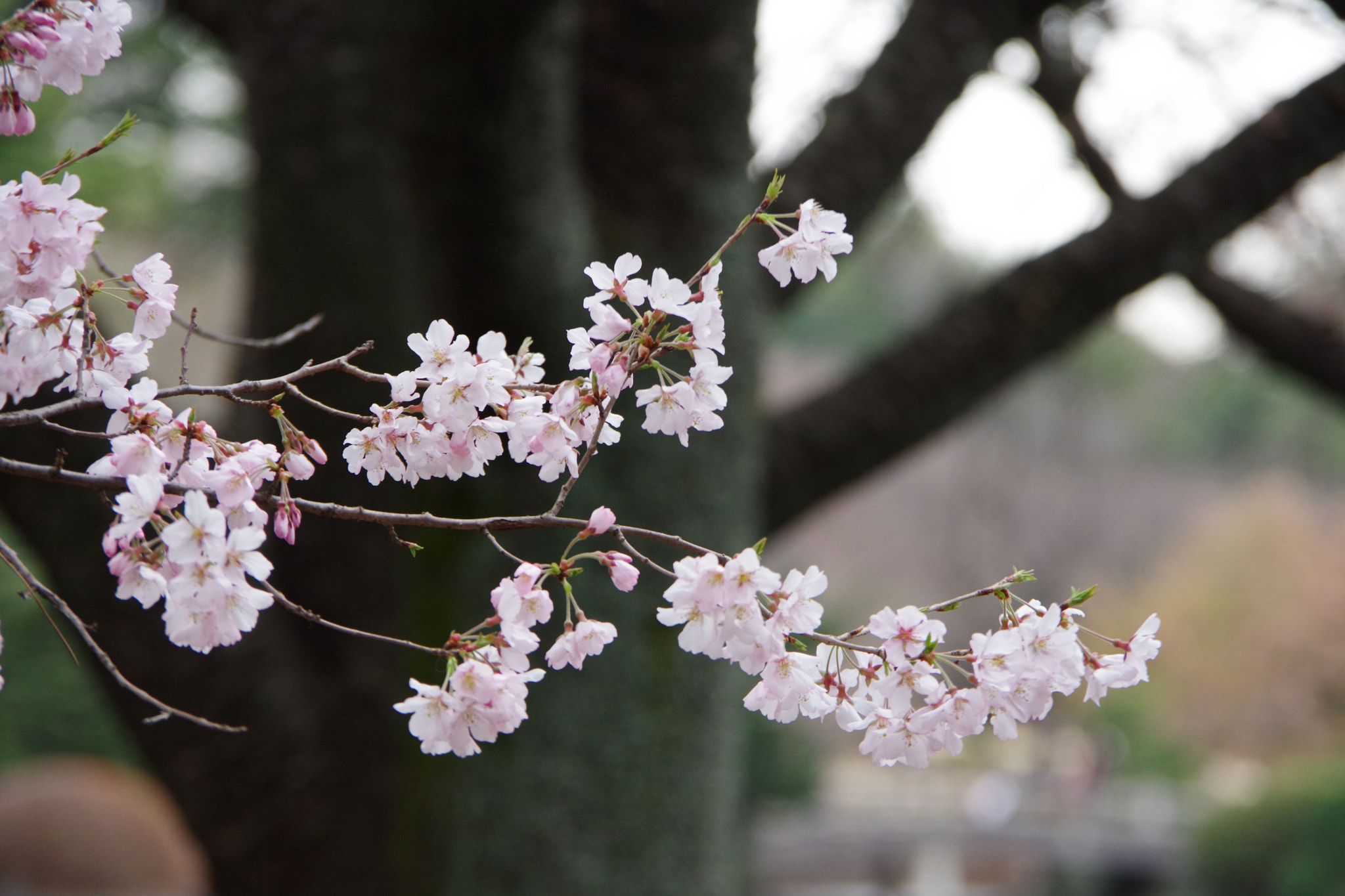 Pentax K-70 sample photo. Cherry photography