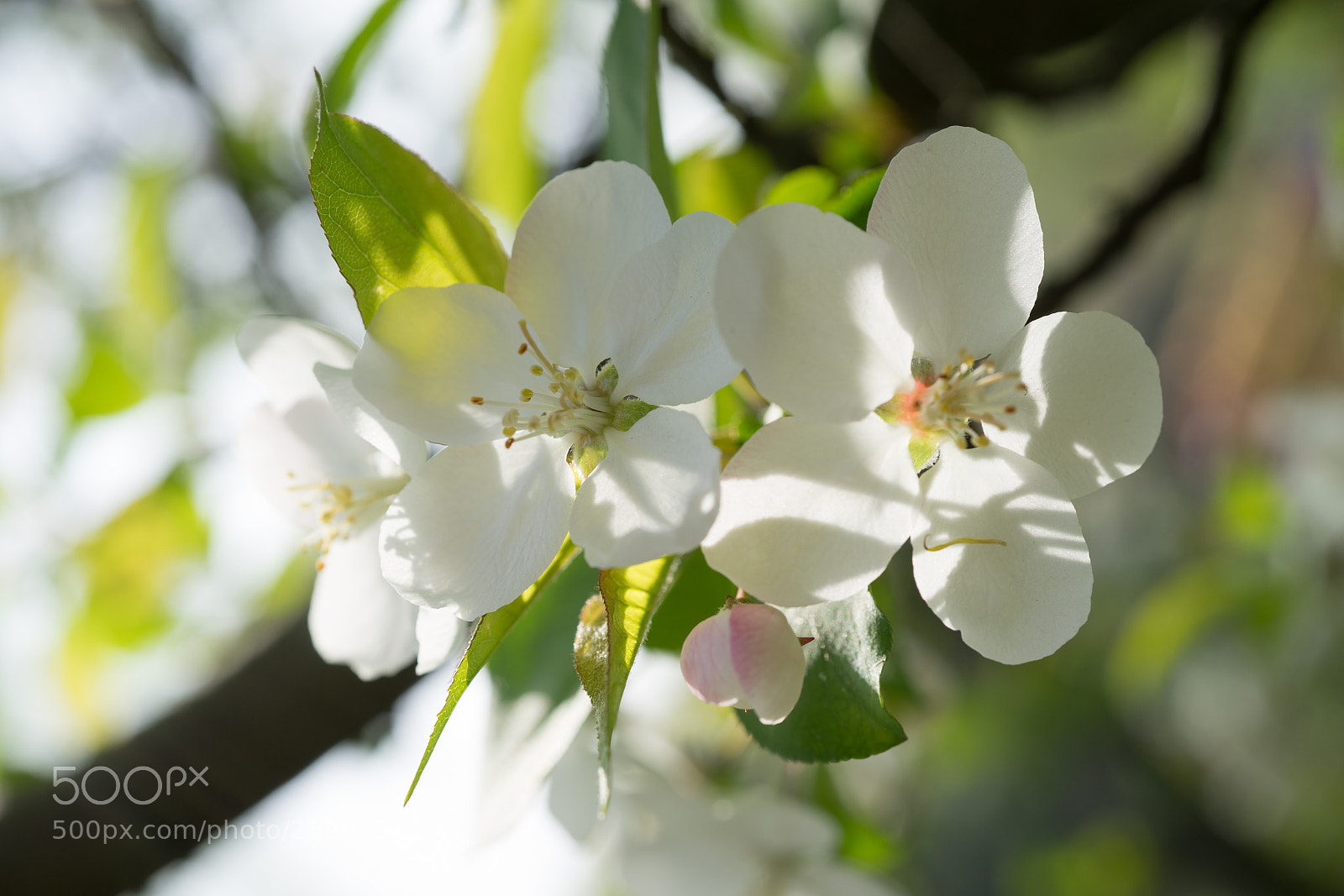 Sony a7 sample photo. Crab apple blossom #5 photography