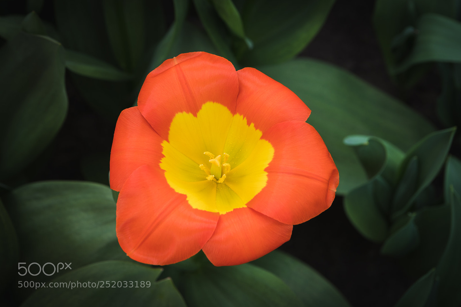 Canon EOS 80D sample photo. Spring colours photography