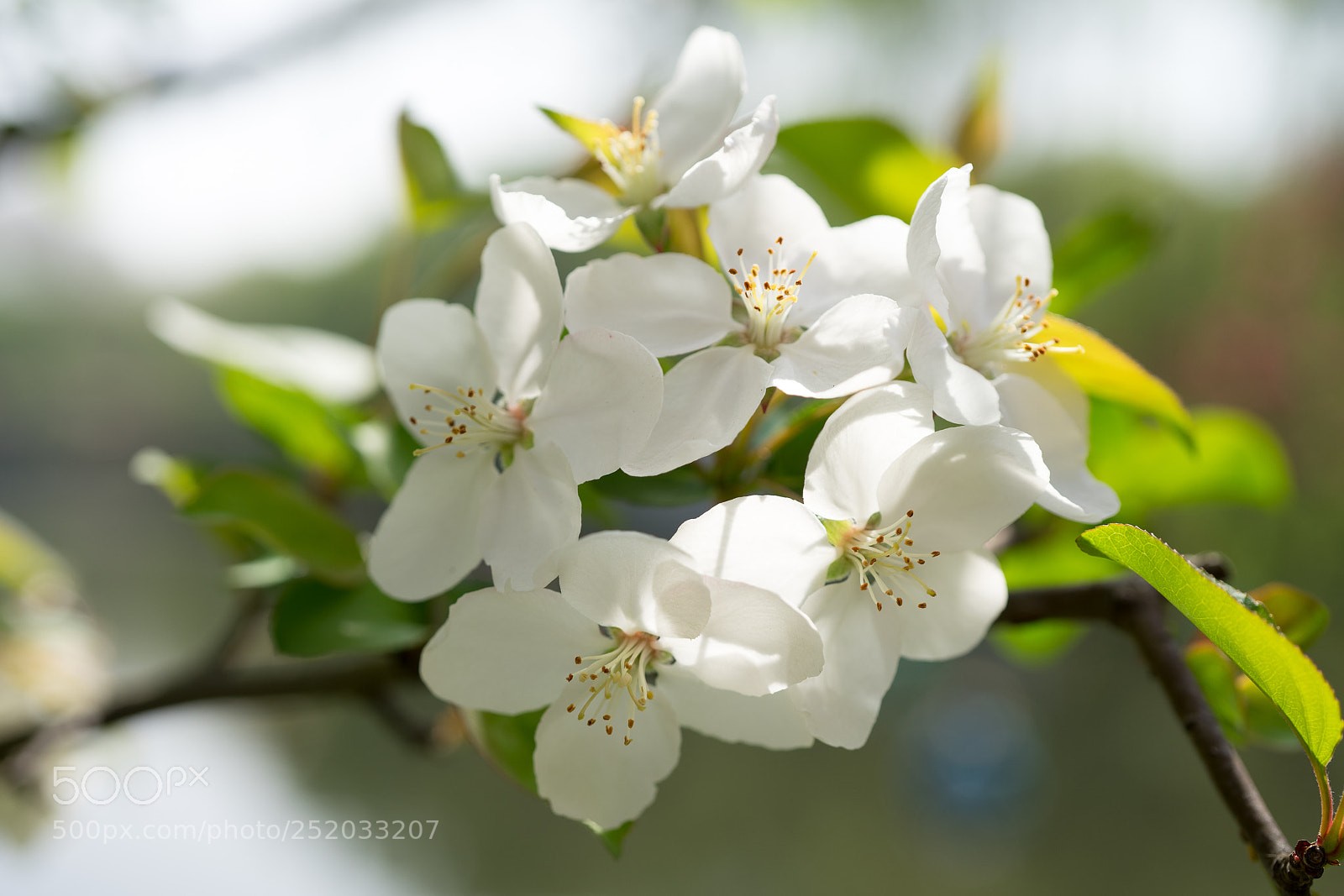 Sony a7 sample photo. Crab apple blossom #6 photography