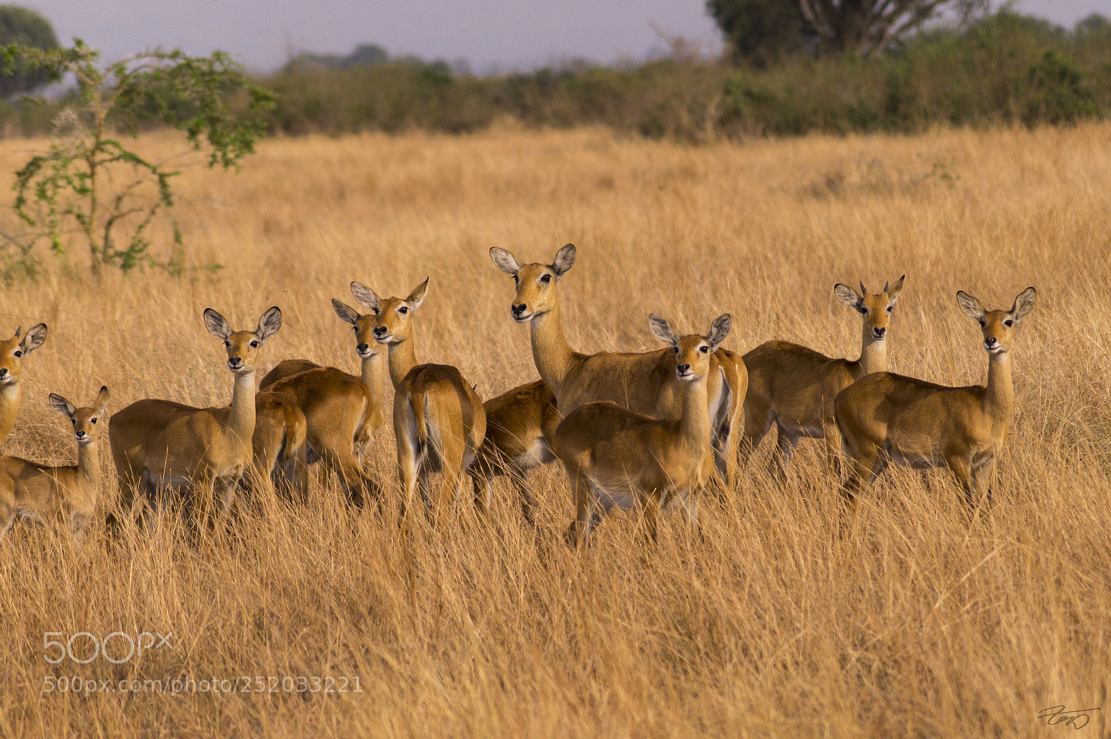 Sony SLT-A58 sample photo. Uganda kobs photography