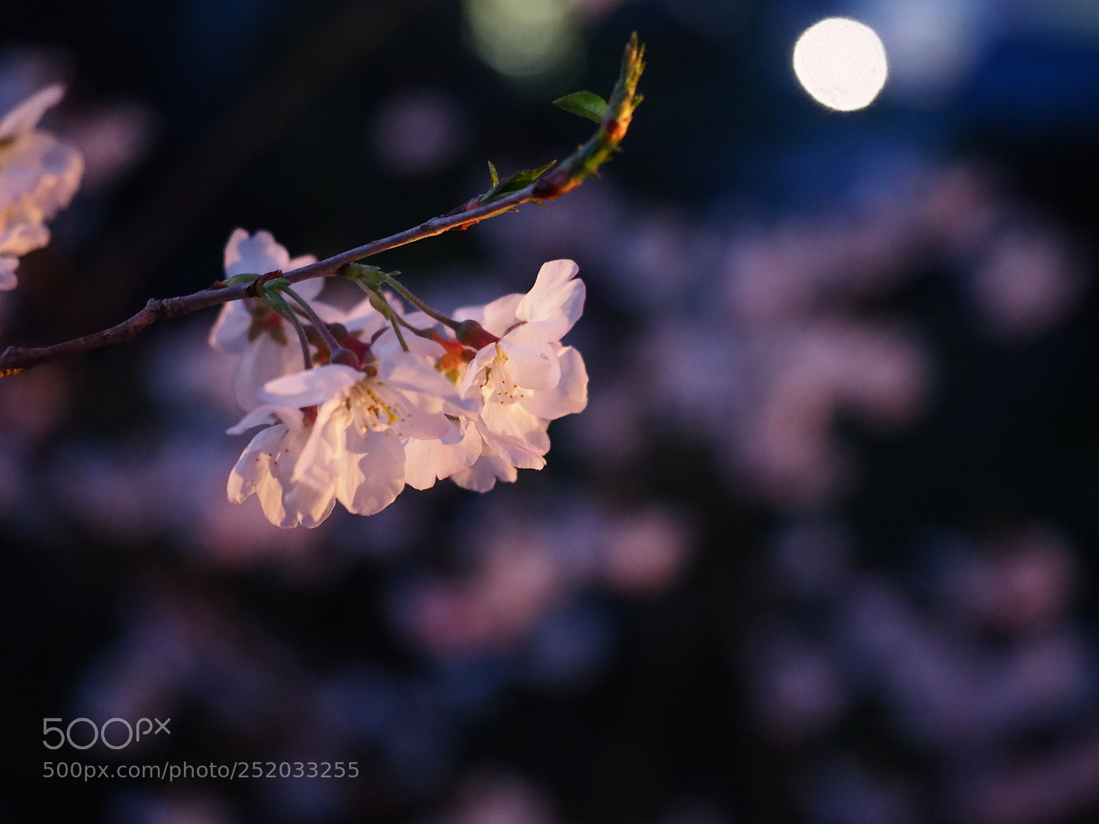 Olympus OM-D E-M5 II sample photo. Yozakura photography