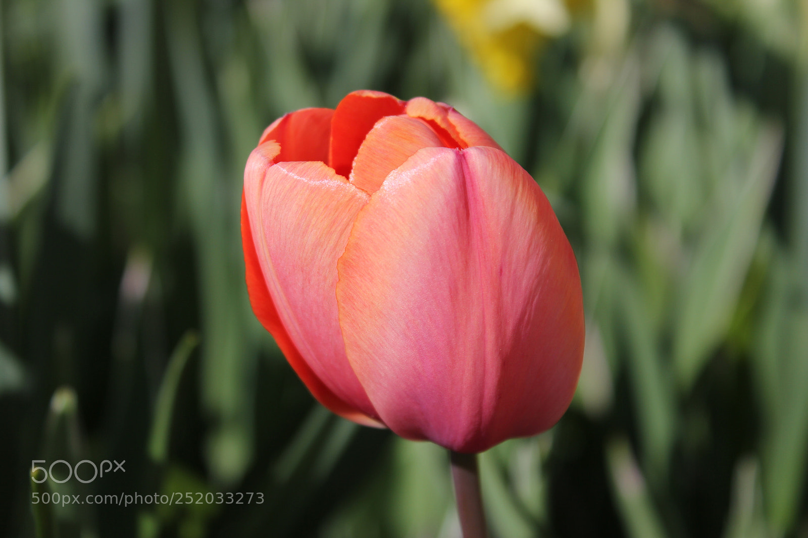 Canon EOS 550D (EOS Rebel T2i / EOS Kiss X4) sample photo. Tulips, edward's gardens, toronto photography