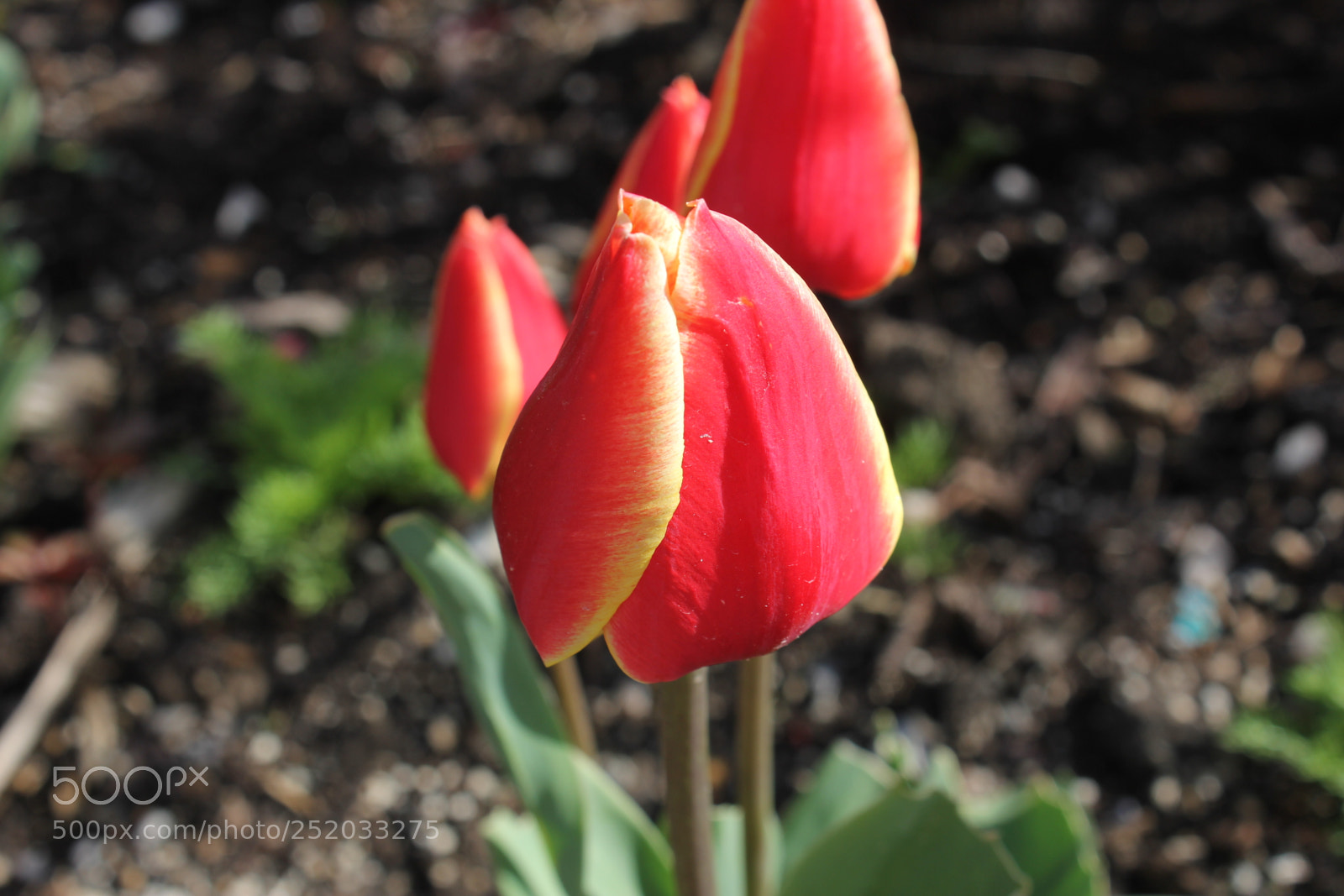 Canon EOS 550D (EOS Rebel T2i / EOS Kiss X4) sample photo. Tulips, edward's gardens, toronto photography