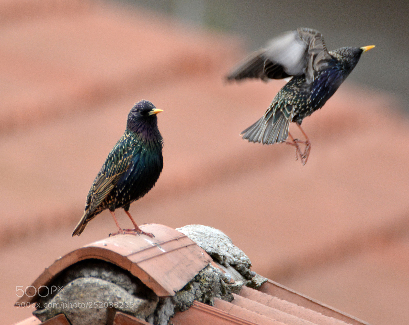 Nikon D7100 sample photo. Two starlings photography