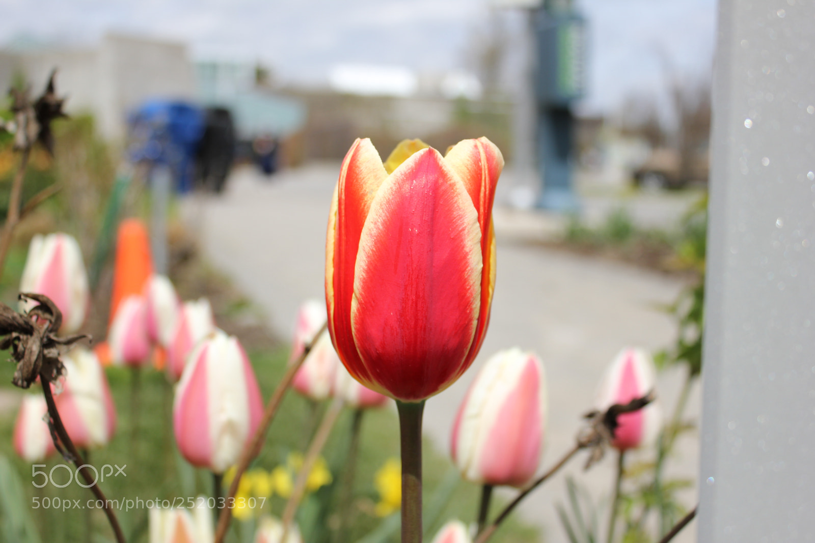 Canon EOS 550D (EOS Rebel T2i / EOS Kiss X4) sample photo. Tulips, edward's gardens, toronto photography