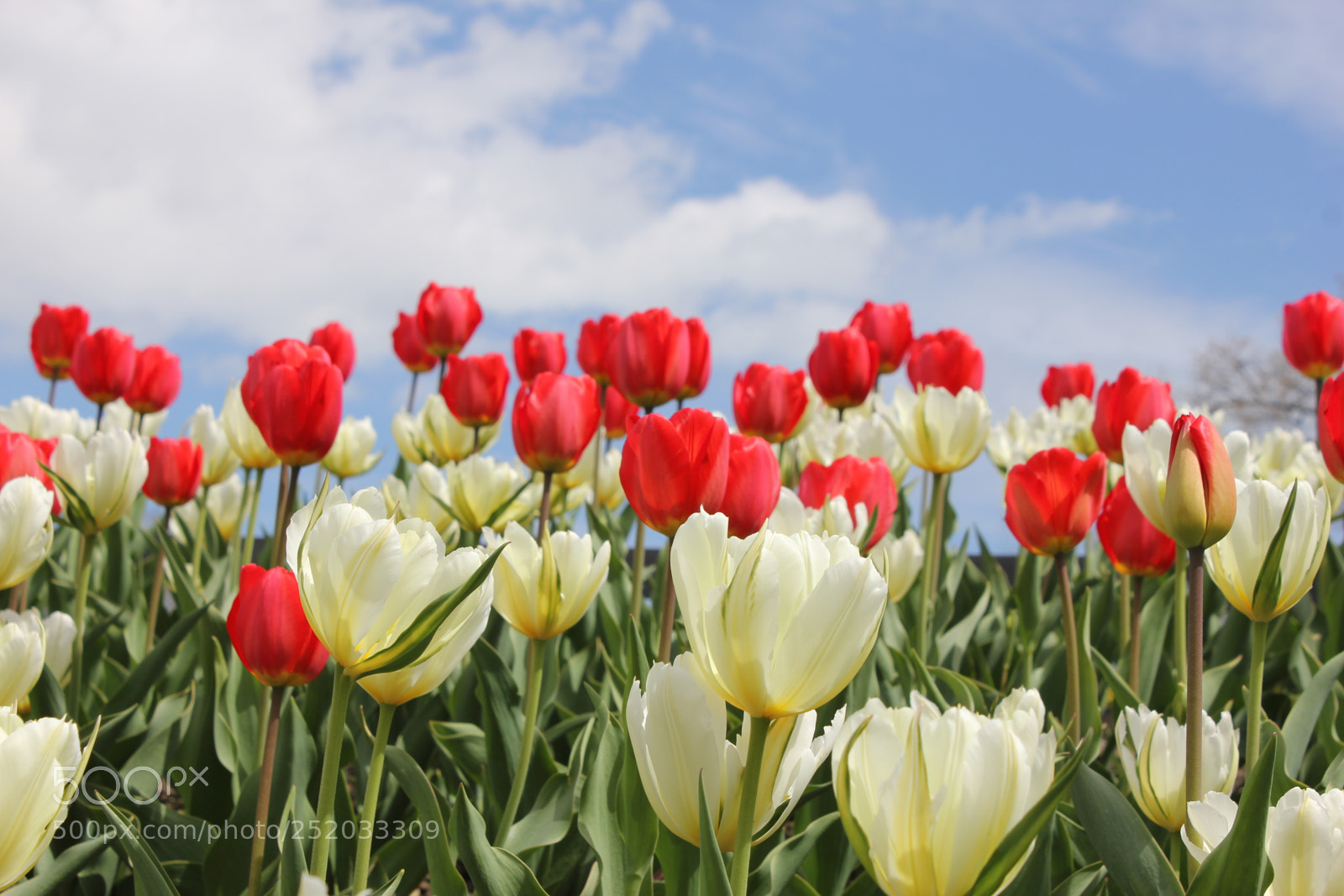 Canon EOS 550D (EOS Rebel T2i / EOS Kiss X4) sample photo. Tulips, edward's gardens, toronto photography