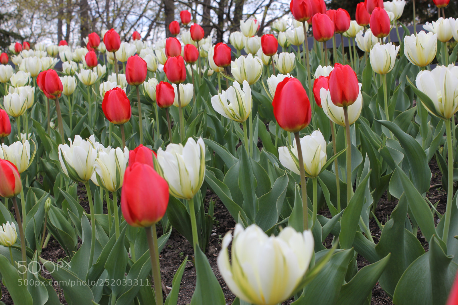 Canon EOS 550D (EOS Rebel T2i / EOS Kiss X4) sample photo. Tulips, edward's gardens, toronto photography