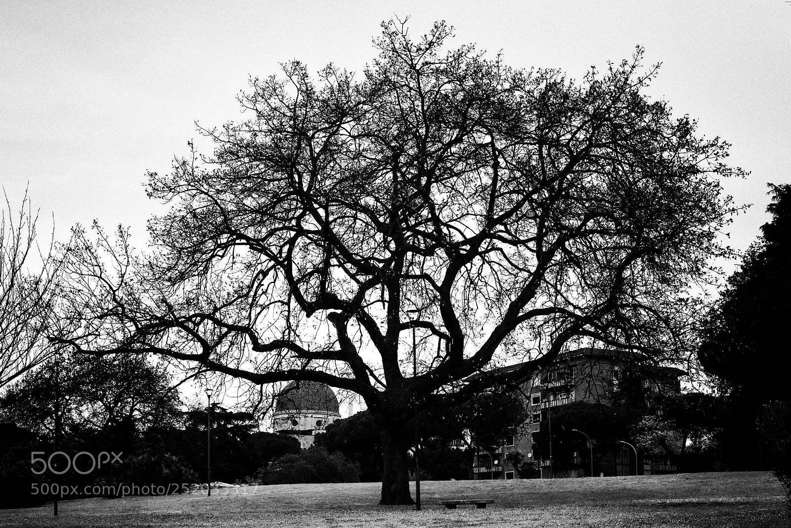 Fujifilm X-T1 sample photo. The tree photography
