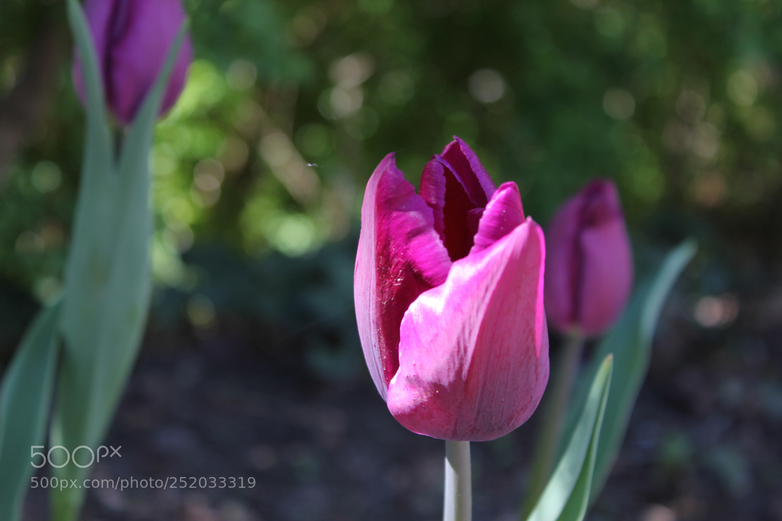 Canon EOS 550D (EOS Rebel T2i / EOS Kiss X4) sample photo. Tulips, edward's gardens, toronto photography