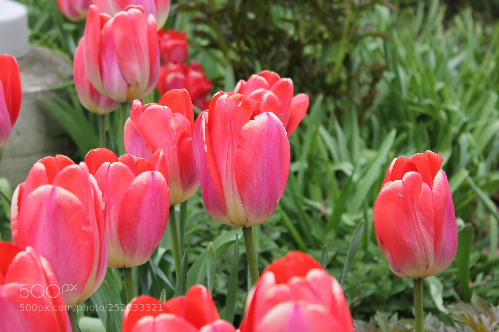 Canon EOS 550D (EOS Rebel T2i / EOS Kiss X4) sample photo. Tulips, edward's gardens, toronto photography