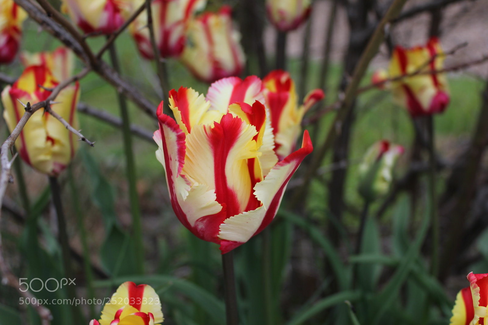 Canon EOS 550D (EOS Rebel T2i / EOS Kiss X4) sample photo. Tulips, edward's gardens, toronto photography