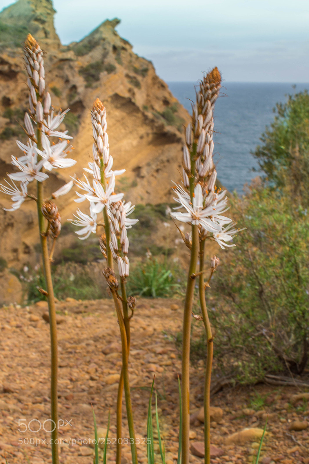 Nikon D7200 sample photo. Fleur la ciotat photography