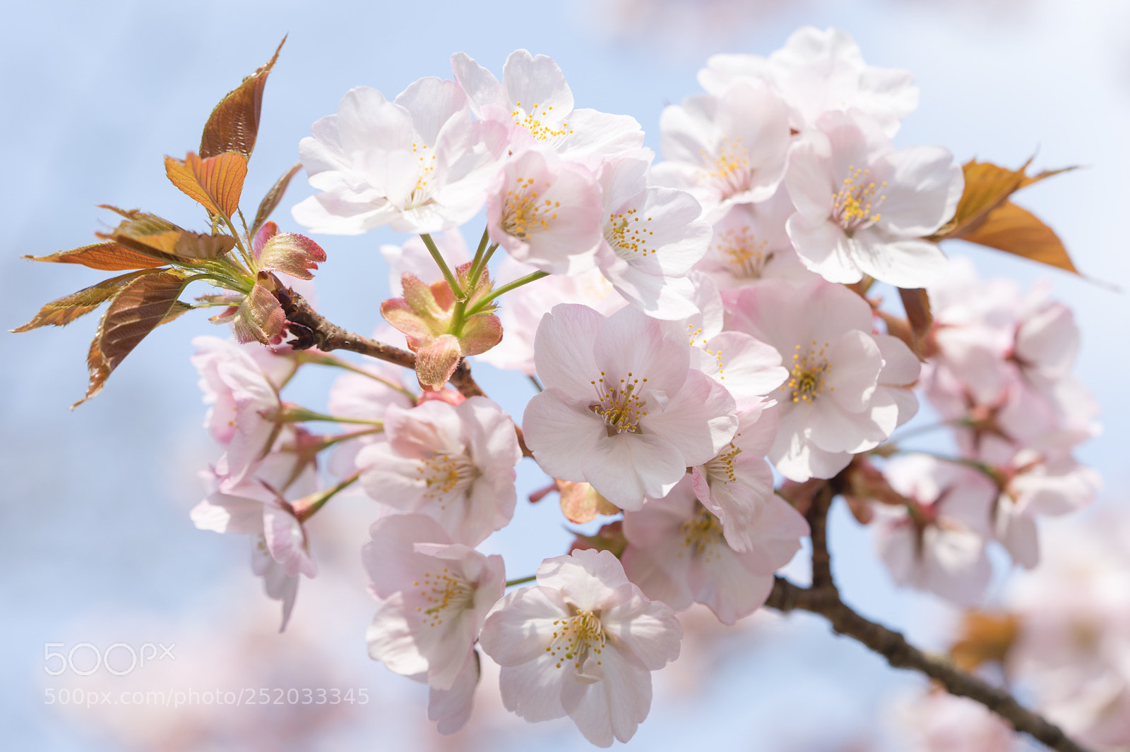 Sony a7 II sample photo. Sakura photography