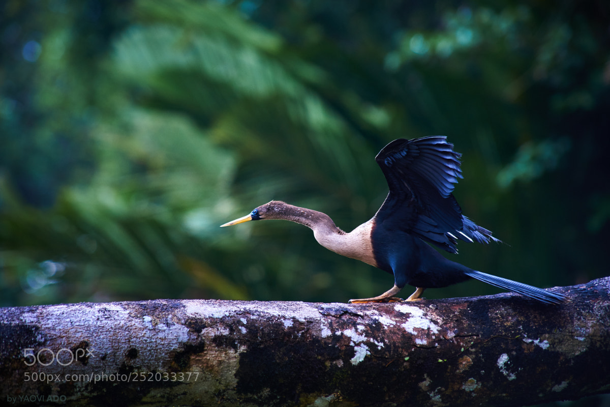 Sony SLT-A99V sample photo. Anhinga photography