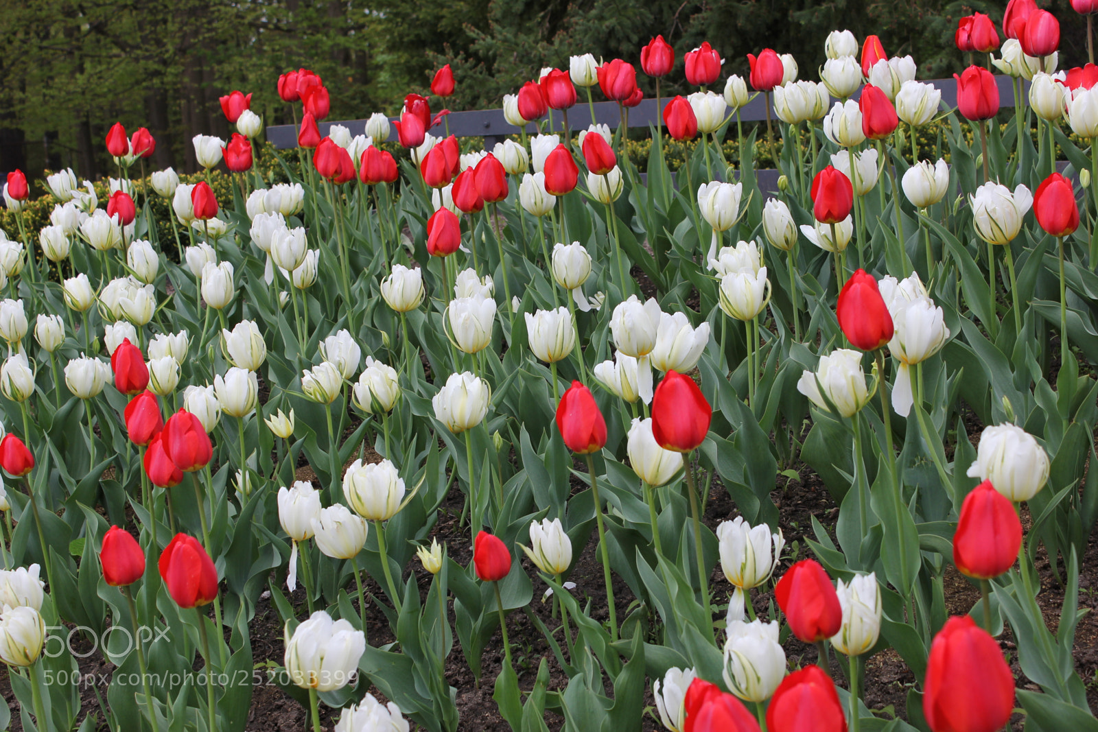 Canon EOS 550D (EOS Rebel T2i / EOS Kiss X4) sample photo. Tulips, edward's gardens, toronto photography