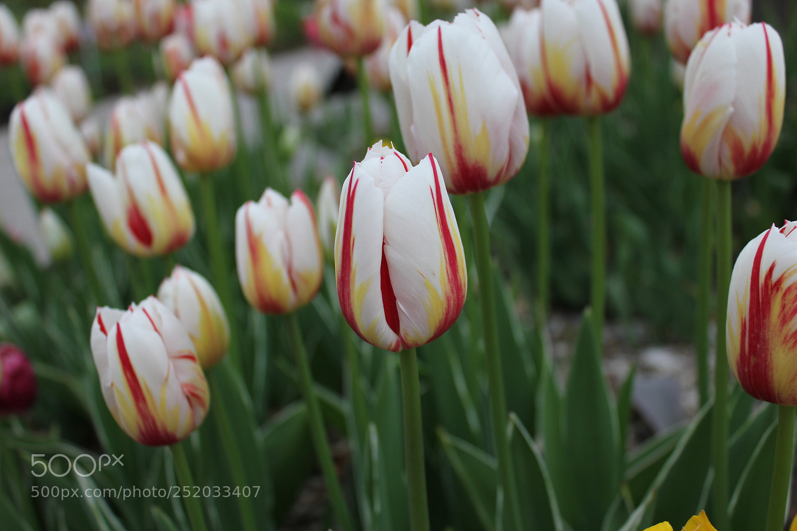 Canon EOS 550D (EOS Rebel T2i / EOS Kiss X4) sample photo. Tulips, edward's gardens, toronto photography
