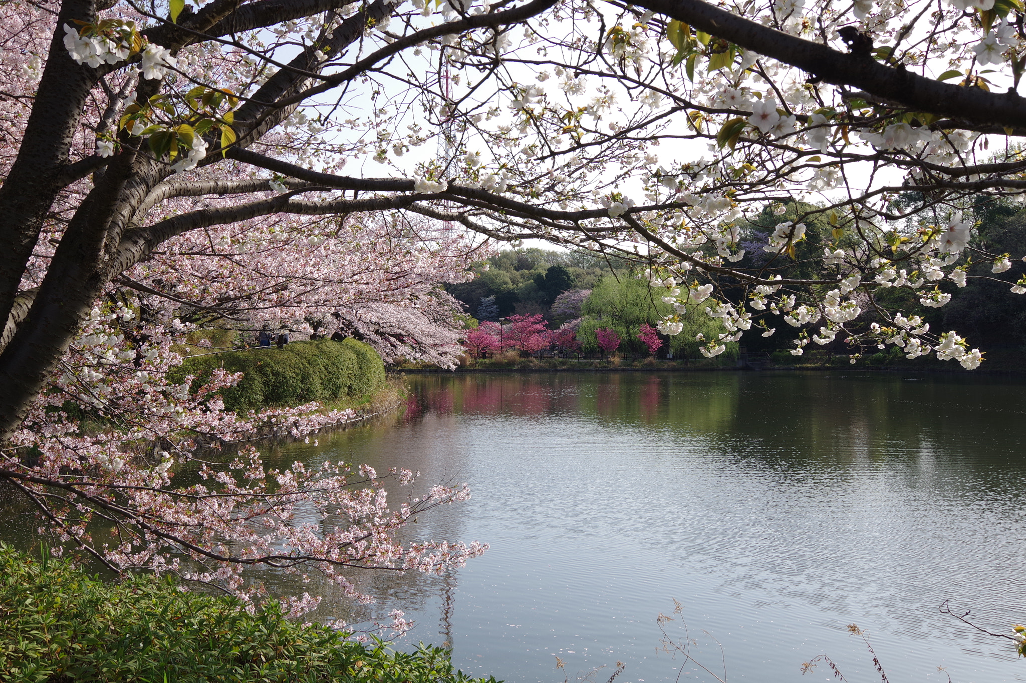 Pentax K-S2 sample photo. Sakura 2018 #6 photography