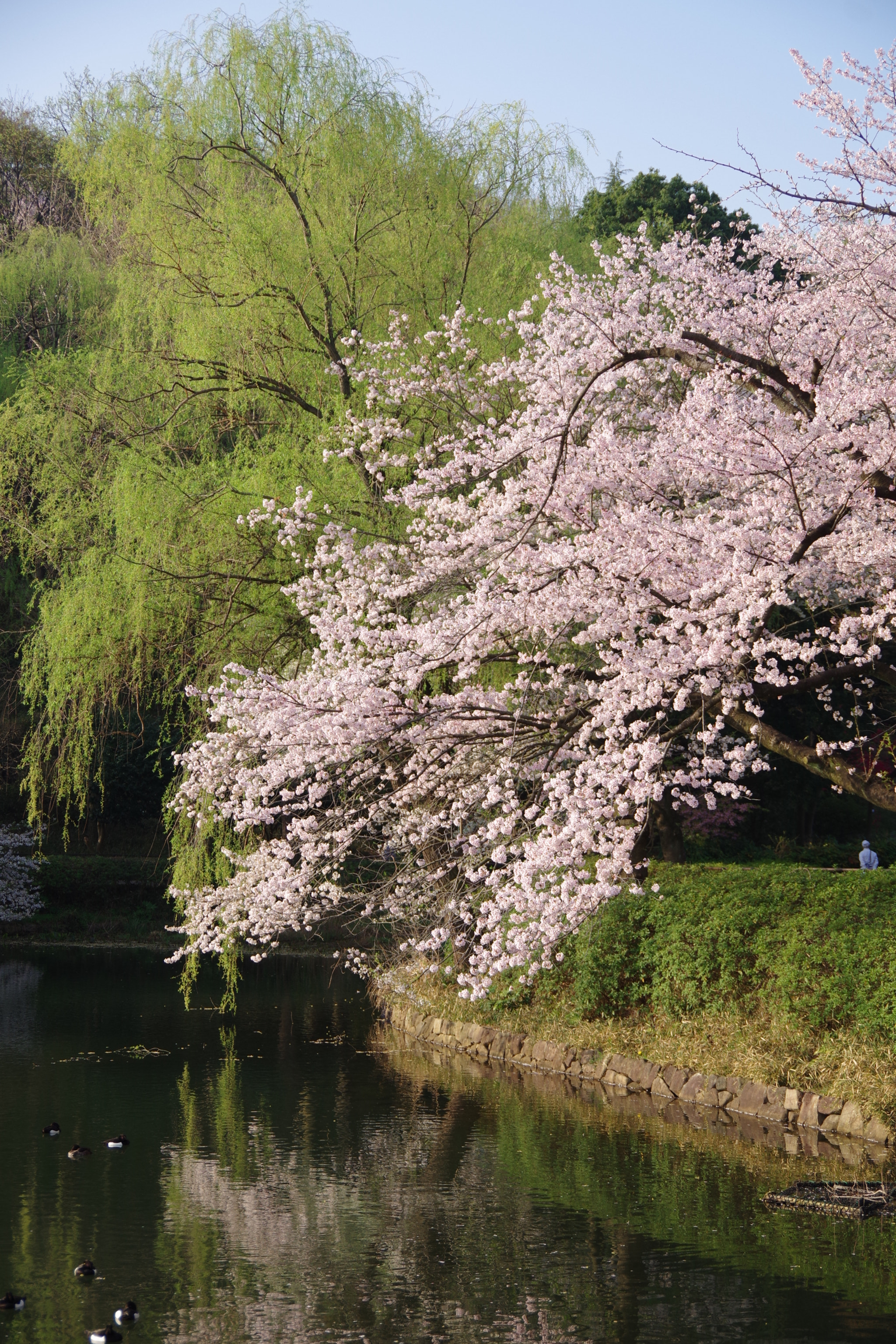 Pentax K-S2 sample photo. Sakura 2018 #7 photography