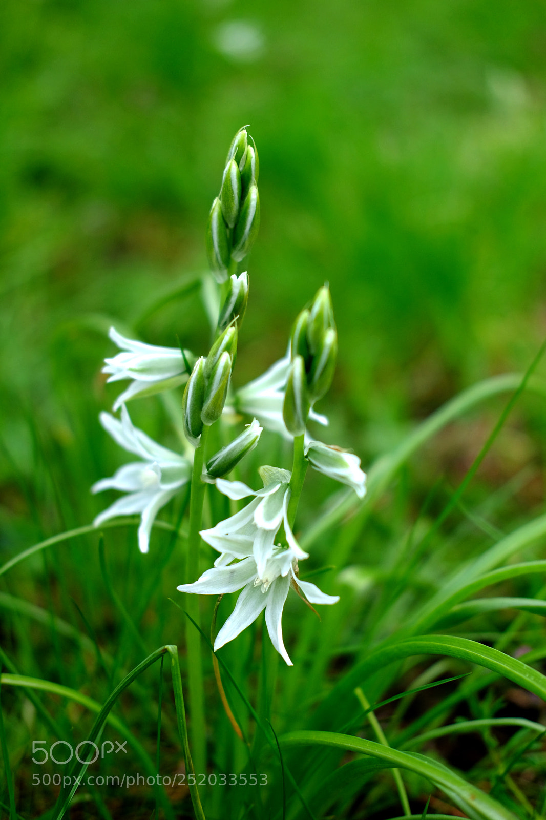 Fujifilm X-Pro2 sample photo. White flowers. photography