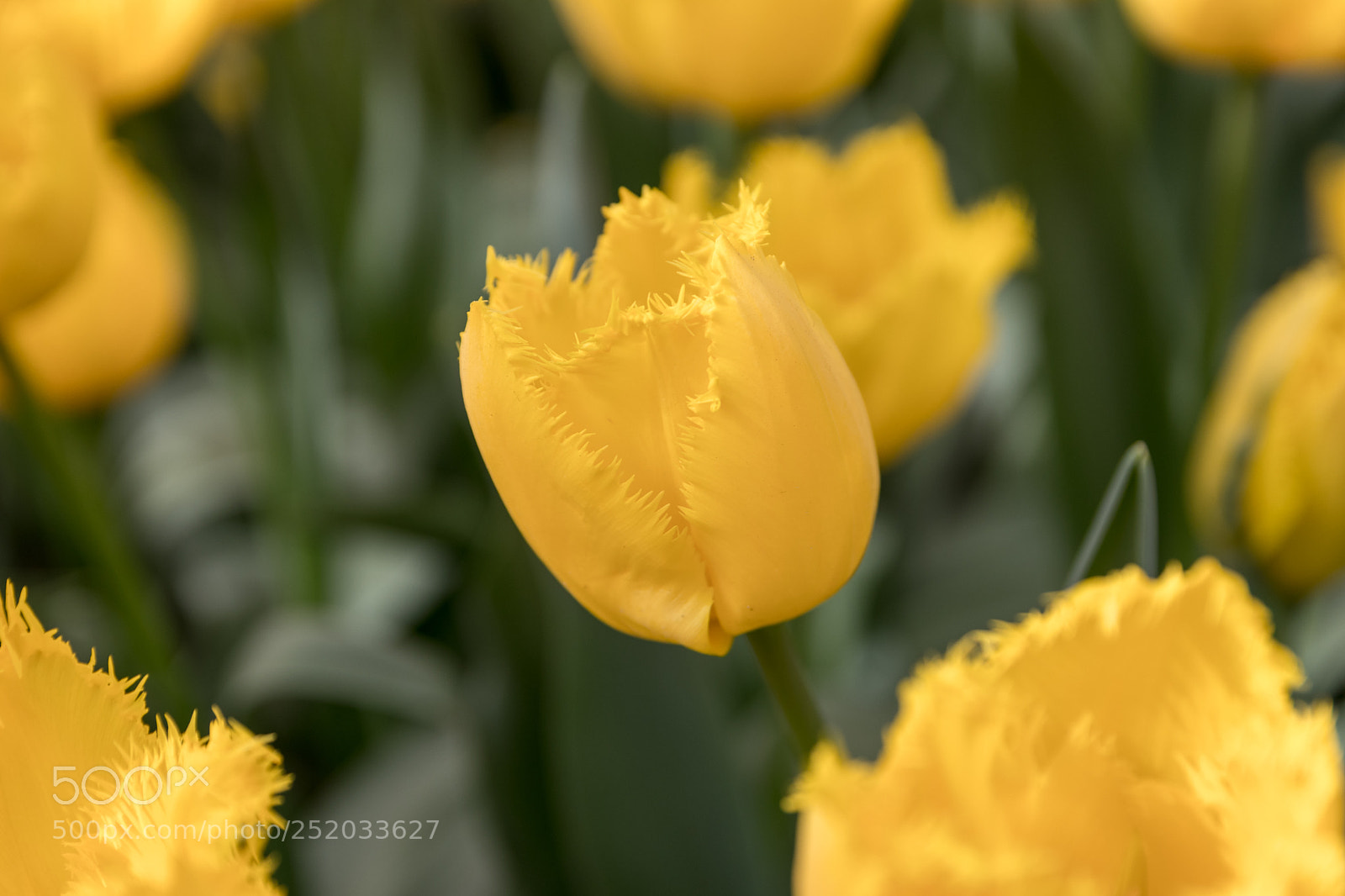 Canon EOS 80D sample photo. Unique yellow tulips photography