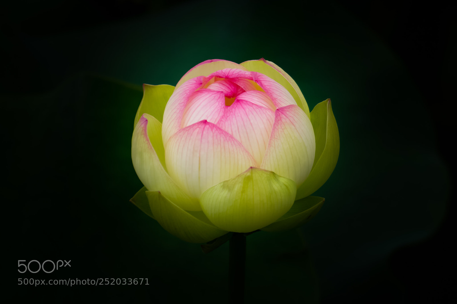Sony a6000 sample photo. Pink beauty photography