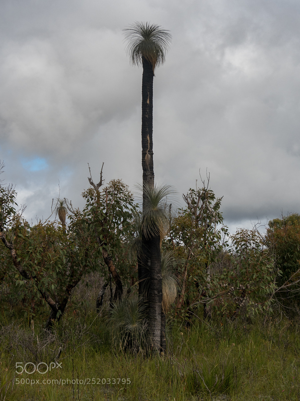 Olympus OM-D E-M5 II sample photo. Xanthorrhoea balga tree photography