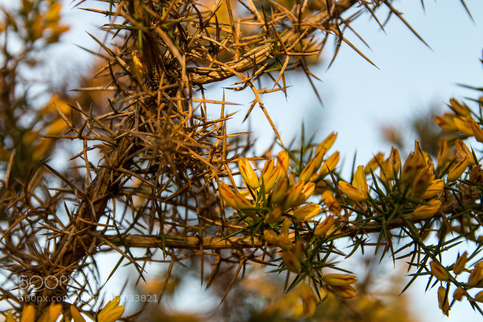 Canon EOS 70D sample photo. Flors i espines photography
