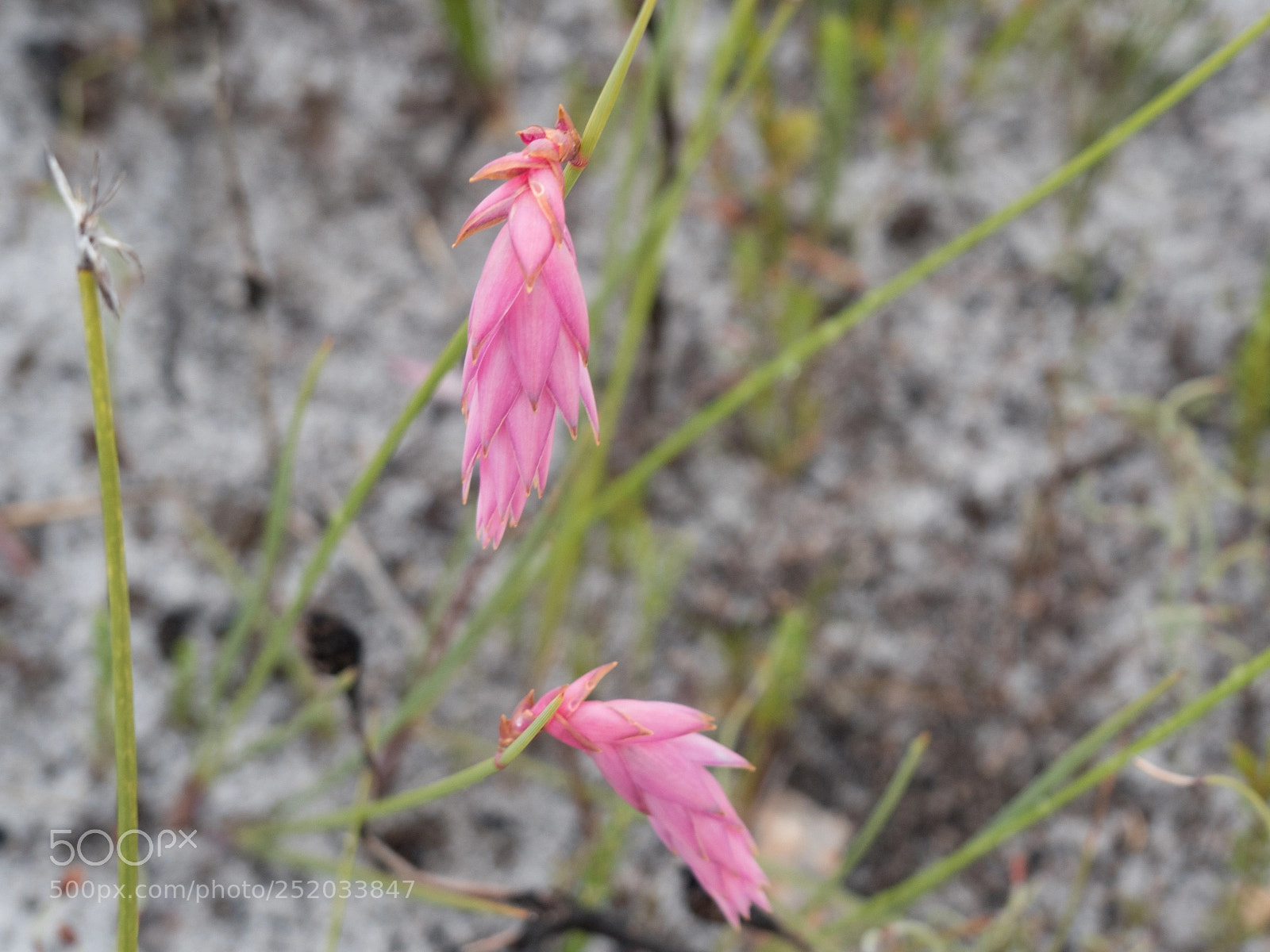 Olympus OM-D E-M5 II sample photo. Pink flower - waychinicup photography