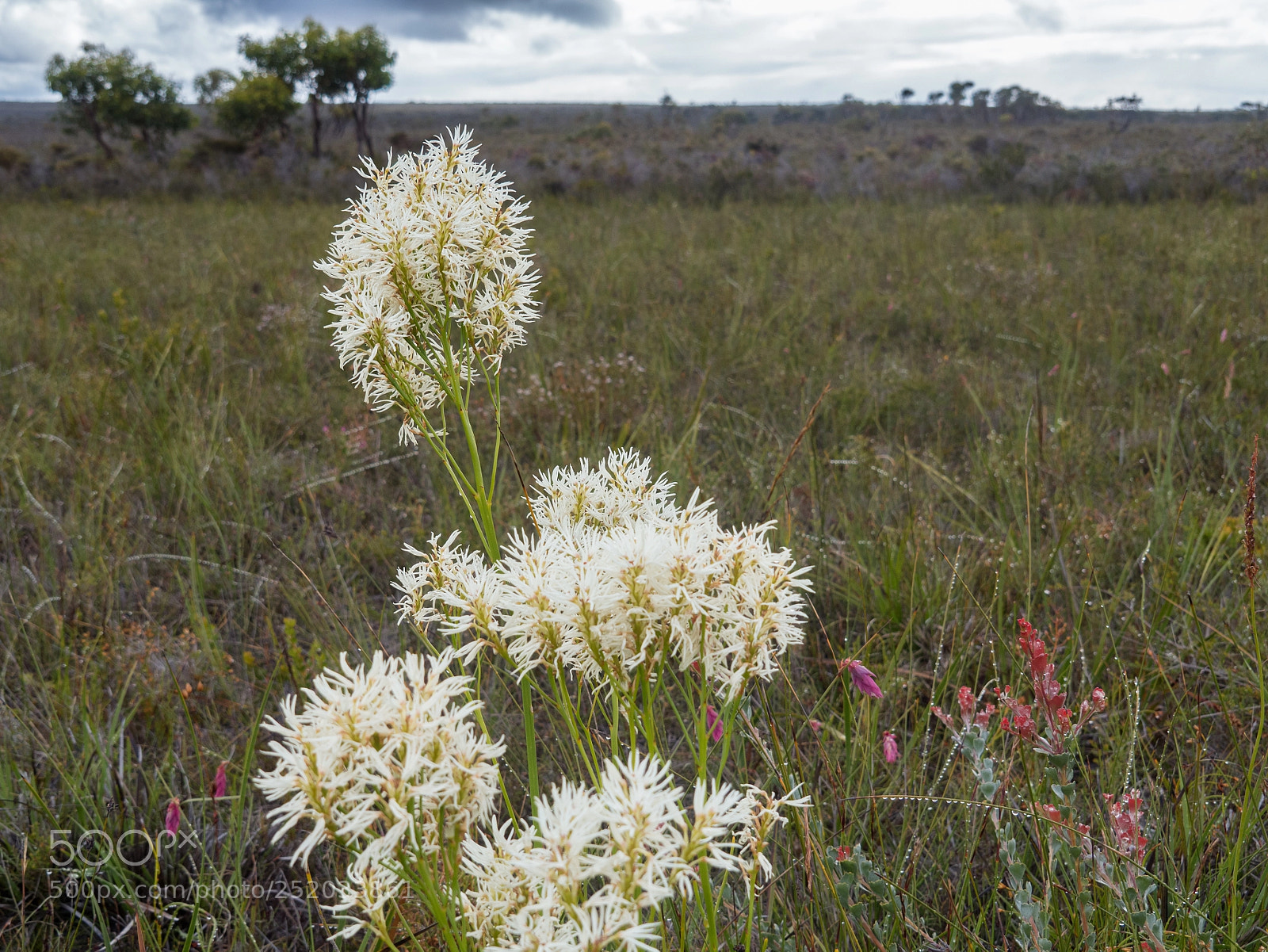 Olympus OM-D E-M5 II sample photo. White flower - waychinicup photography