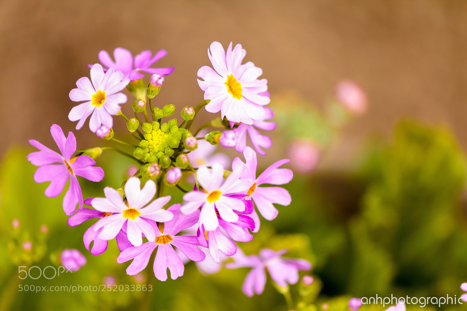 Canon EOS 60D sample photo. Flower color! photography